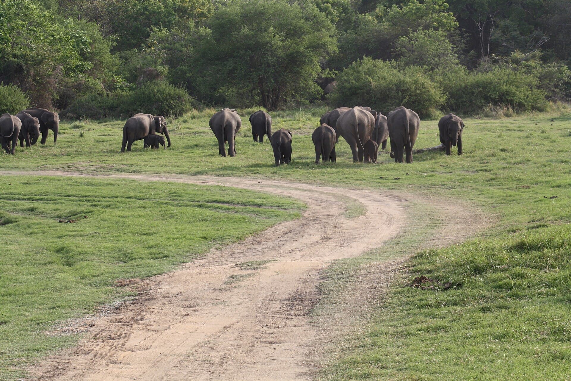 Minneriya National Park