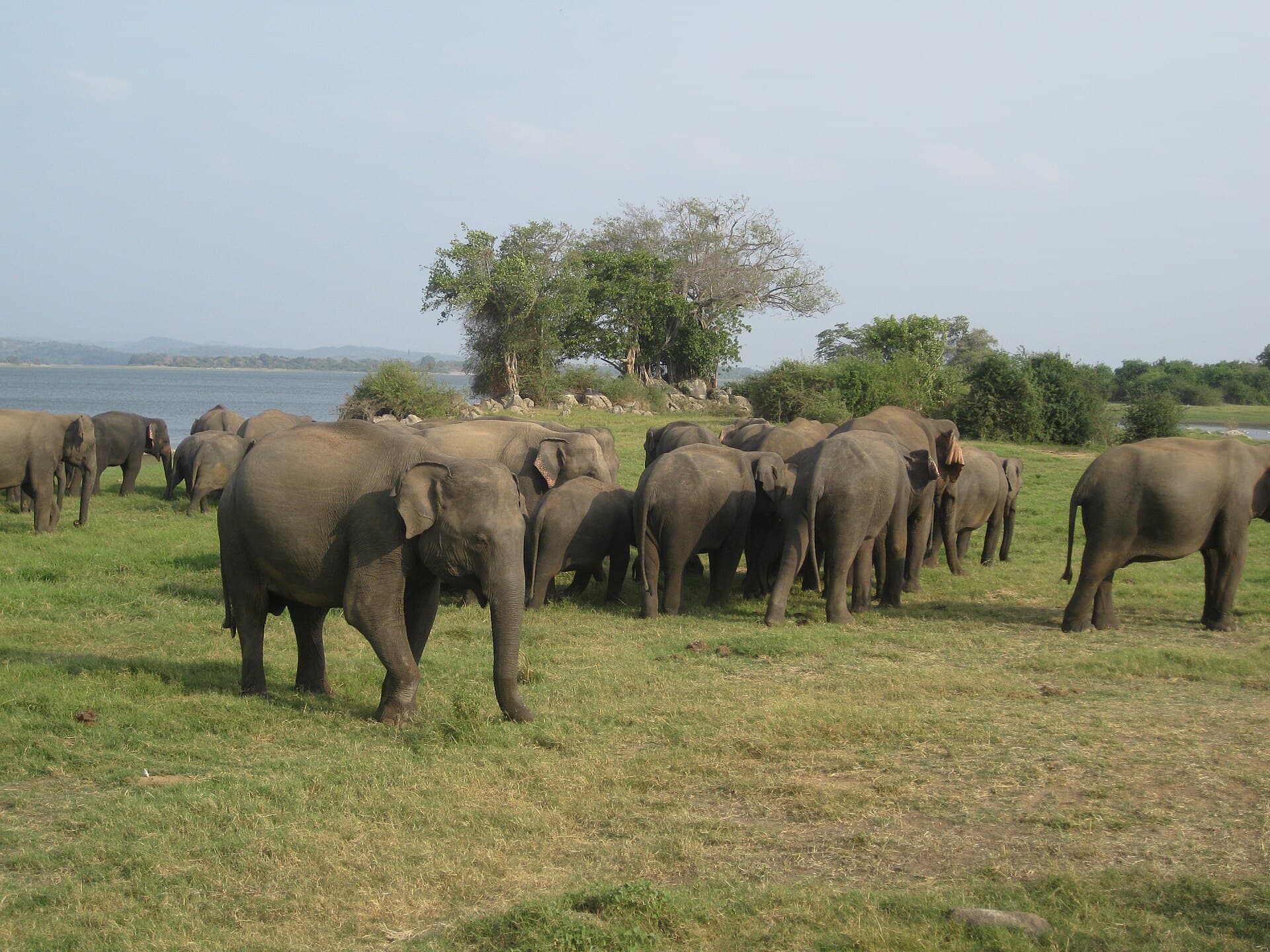 Minneriya National Park