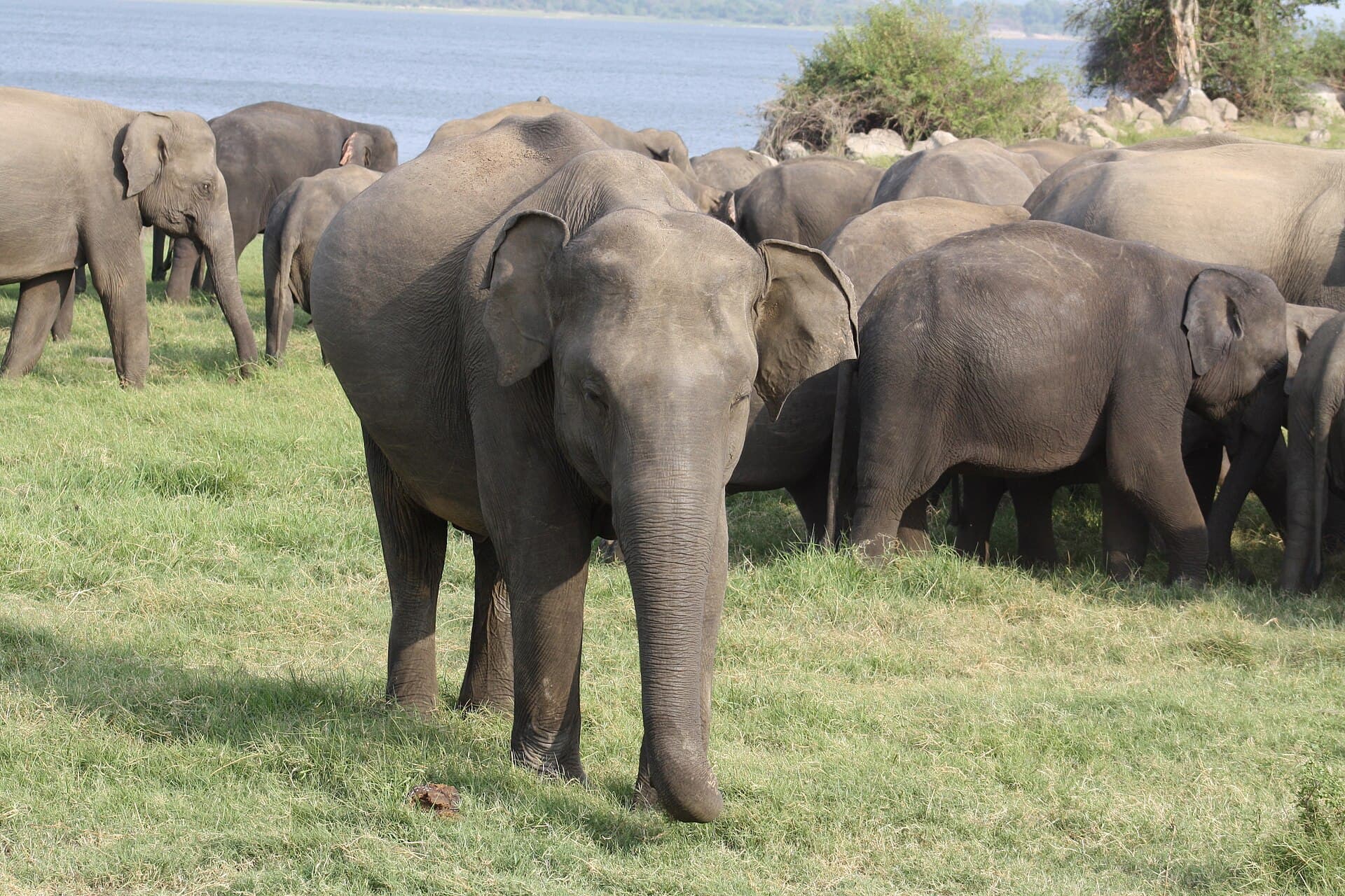 Minneriya National Park