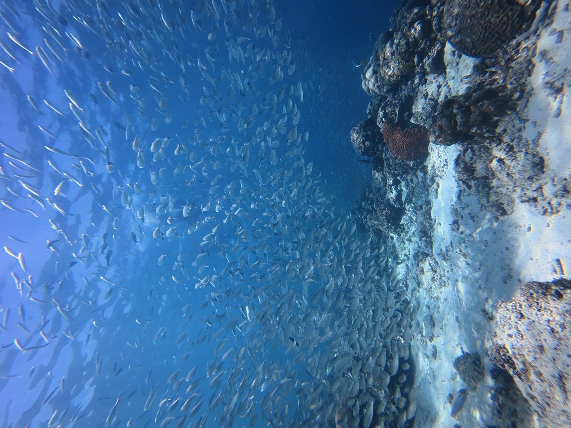 Moalboal sardine run
