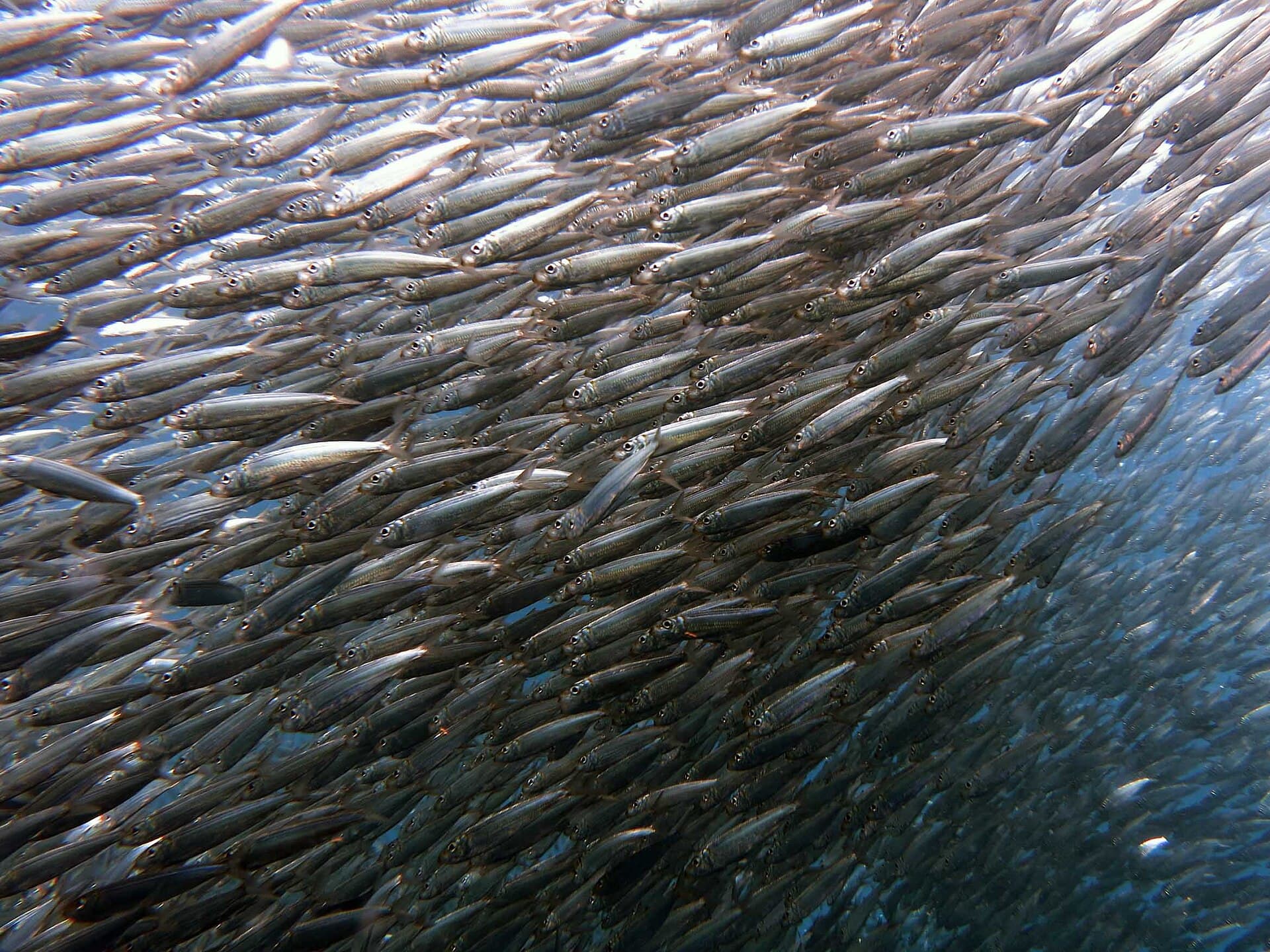 Moalboal sardine run