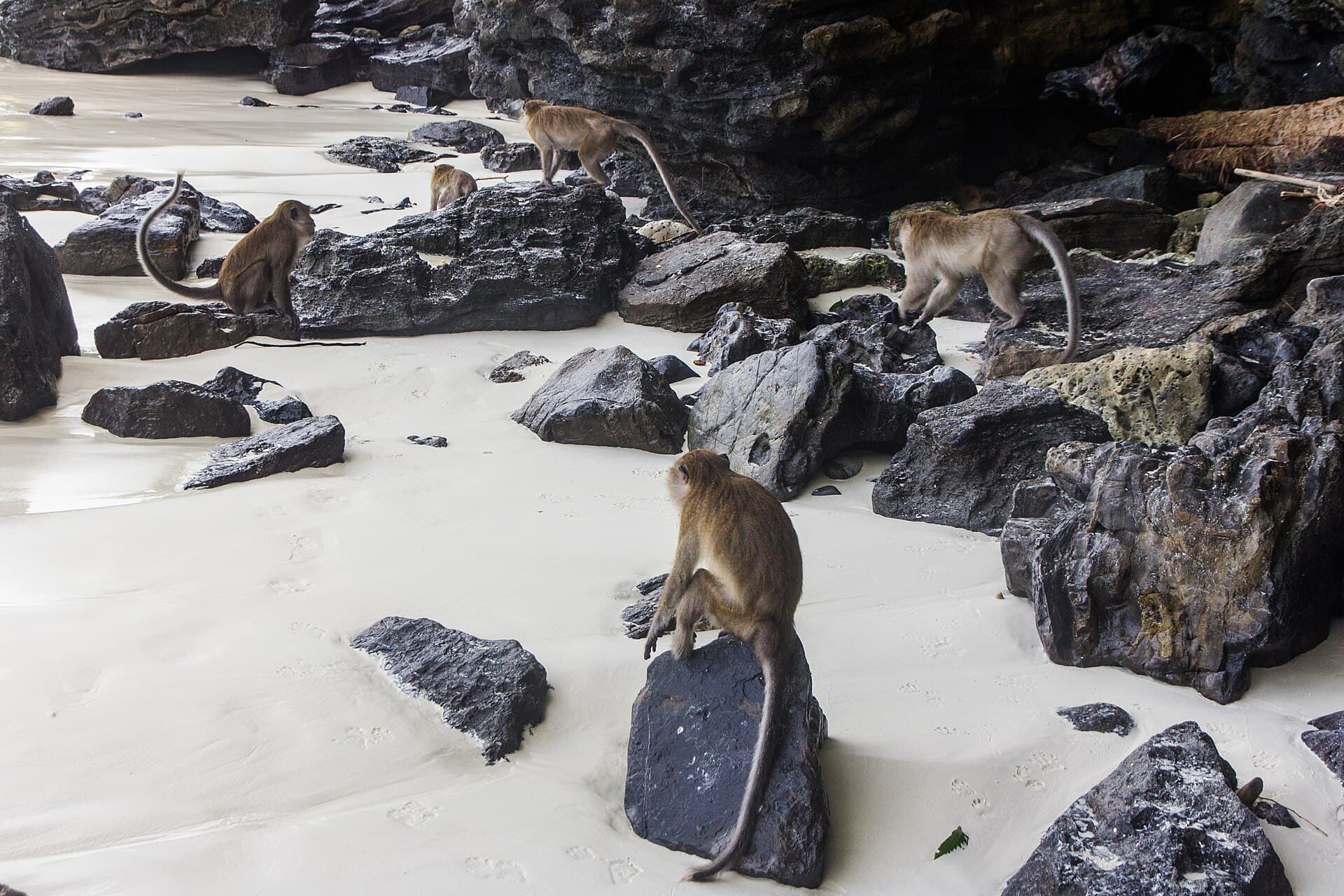Monkey Beach, Phi Phi
