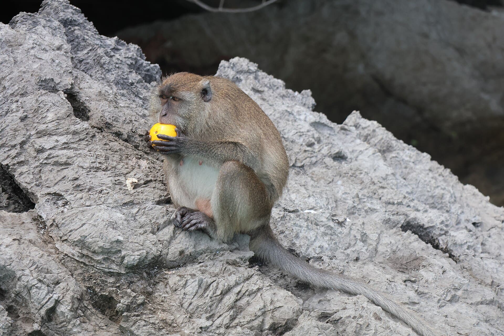 Monkey Beach, Phi Phi