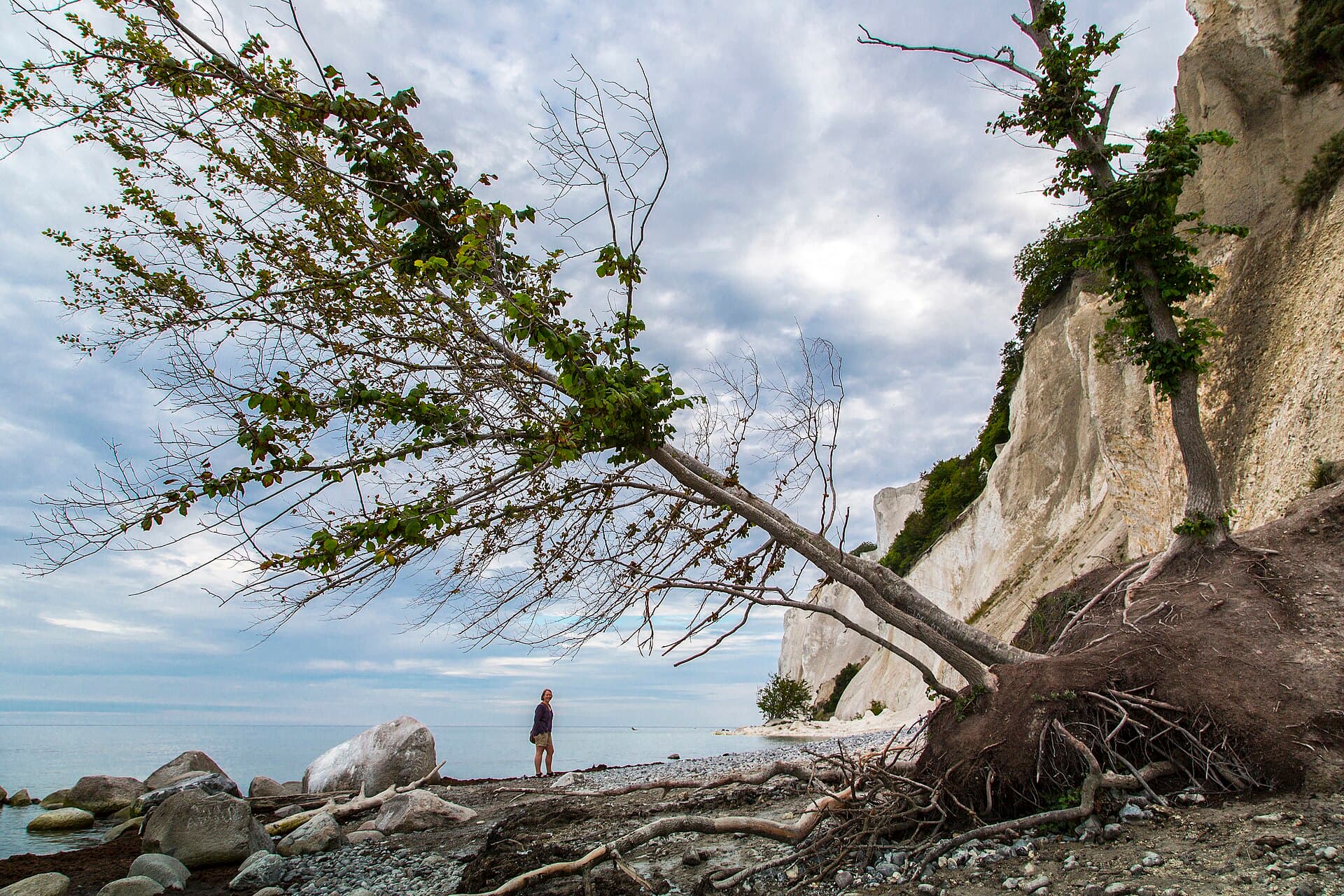 Møns Klint, Copenhagen