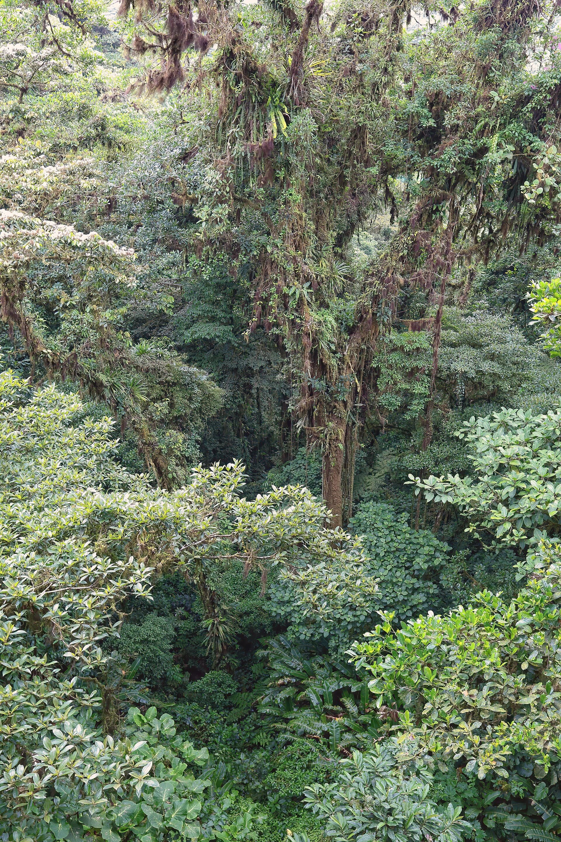 Monteverde cloud forest