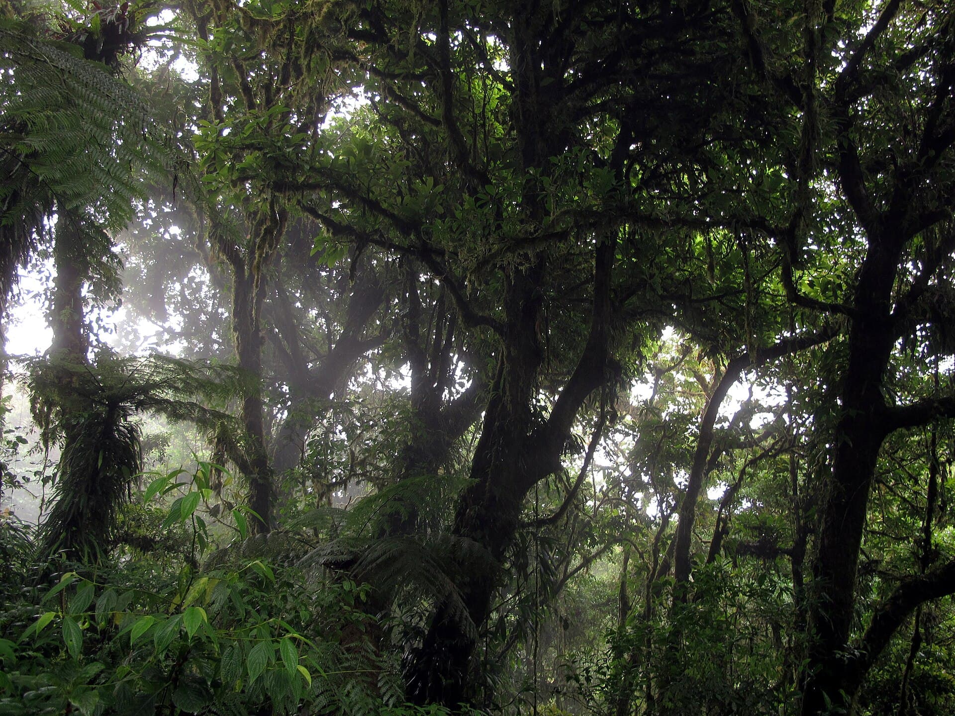 Monteverde cloud forest