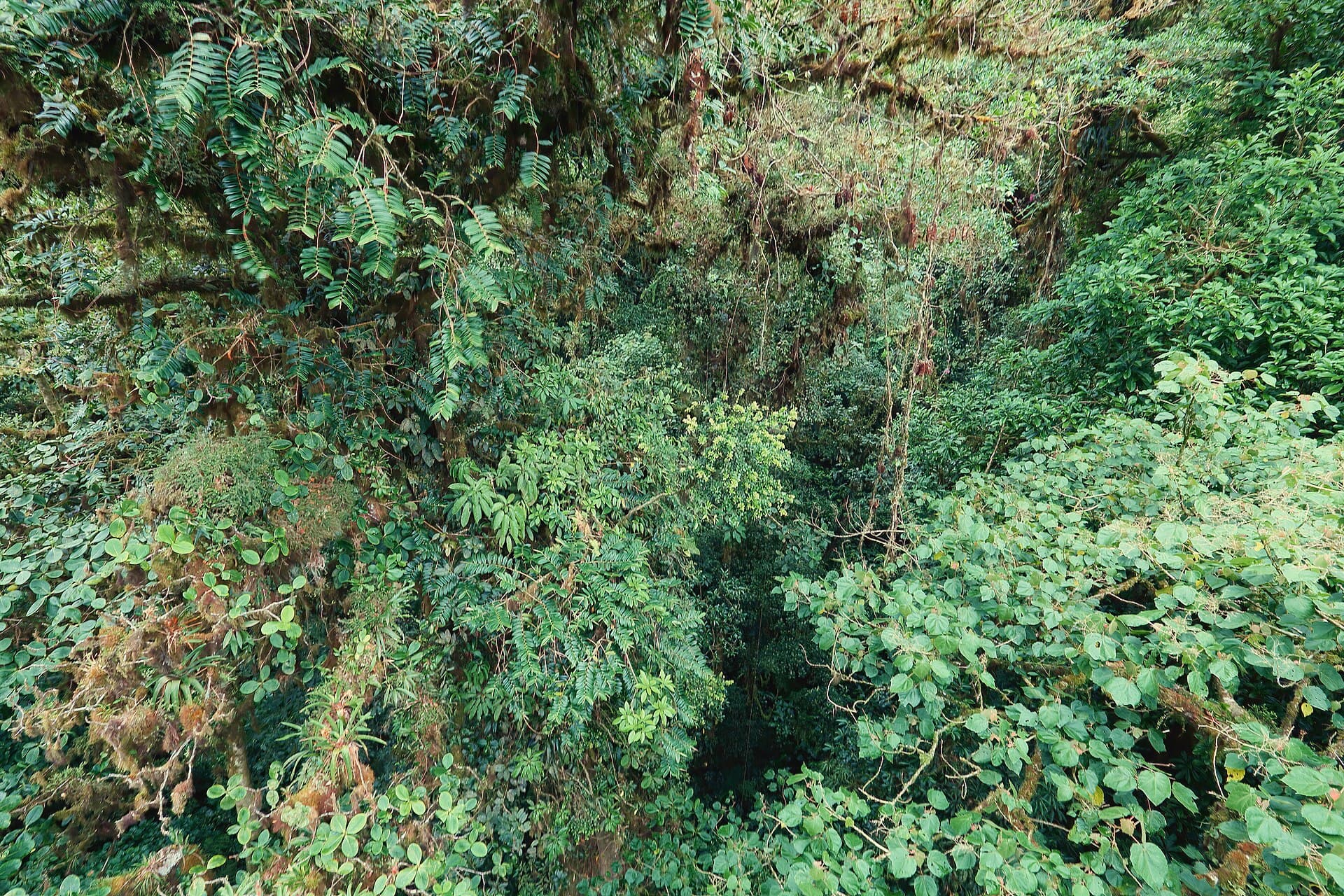 Monteverde cloud forest