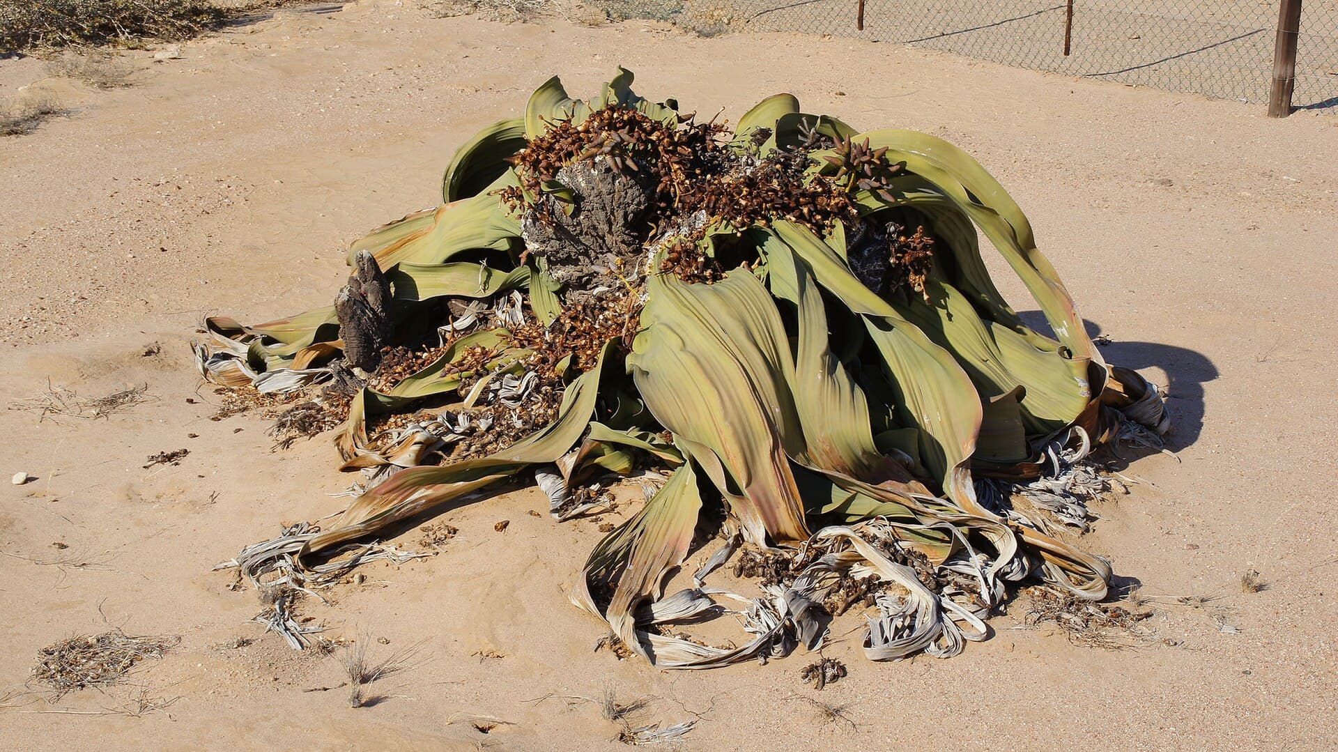 Moon Landscape and welwitschia plants