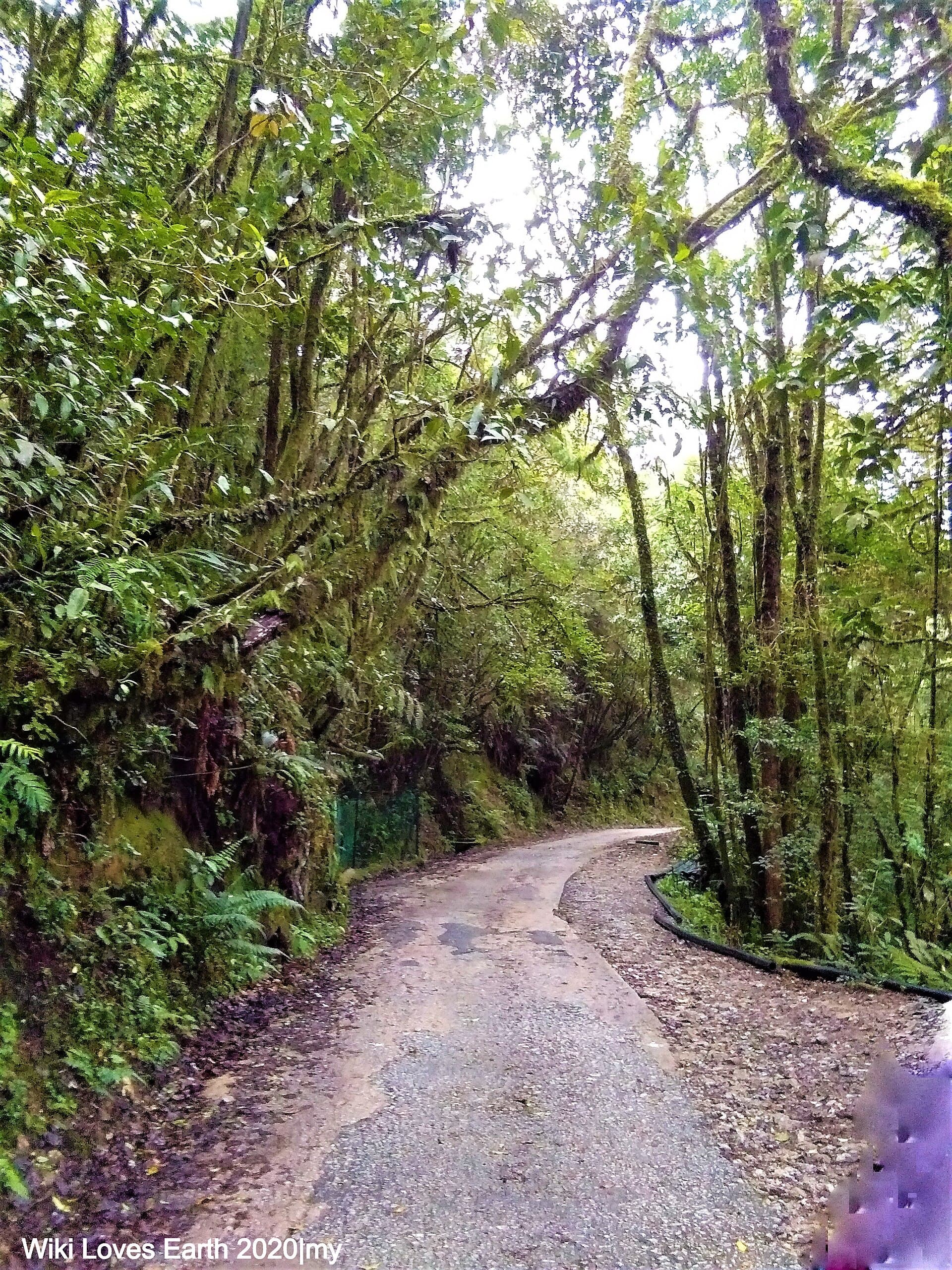 Mossy Forest