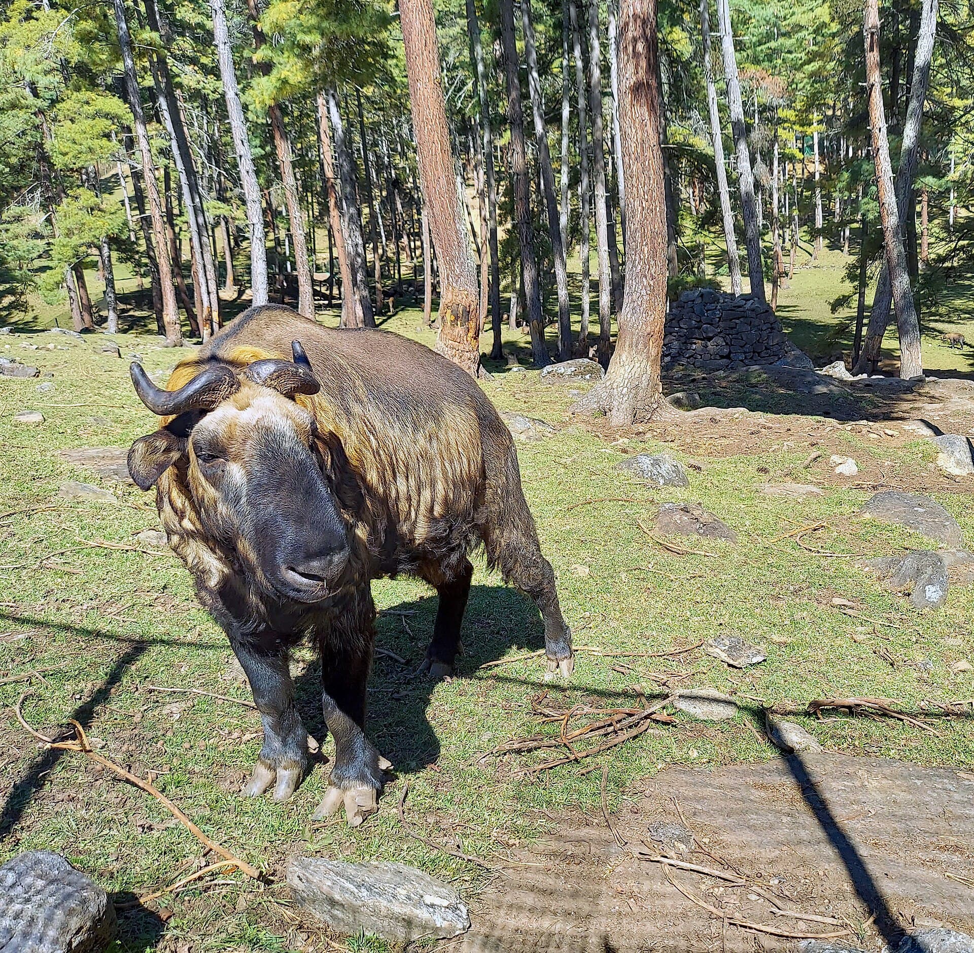 Takin at the Motithang preserve