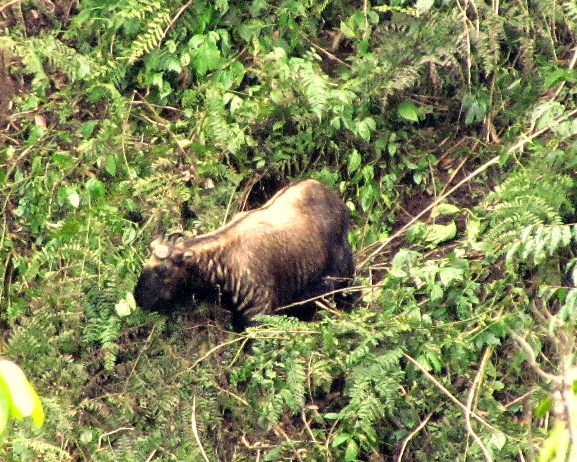 Takin at the Motithang preserve