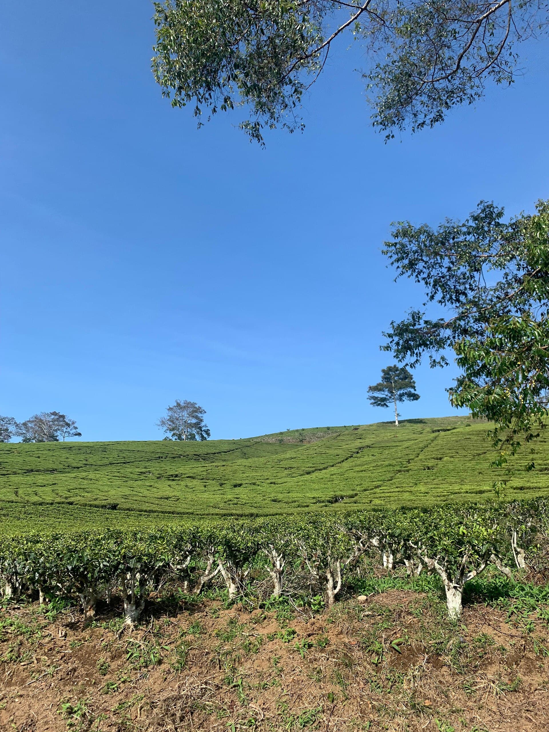 Tea gardens on Mount Dempo, Pagar Alam