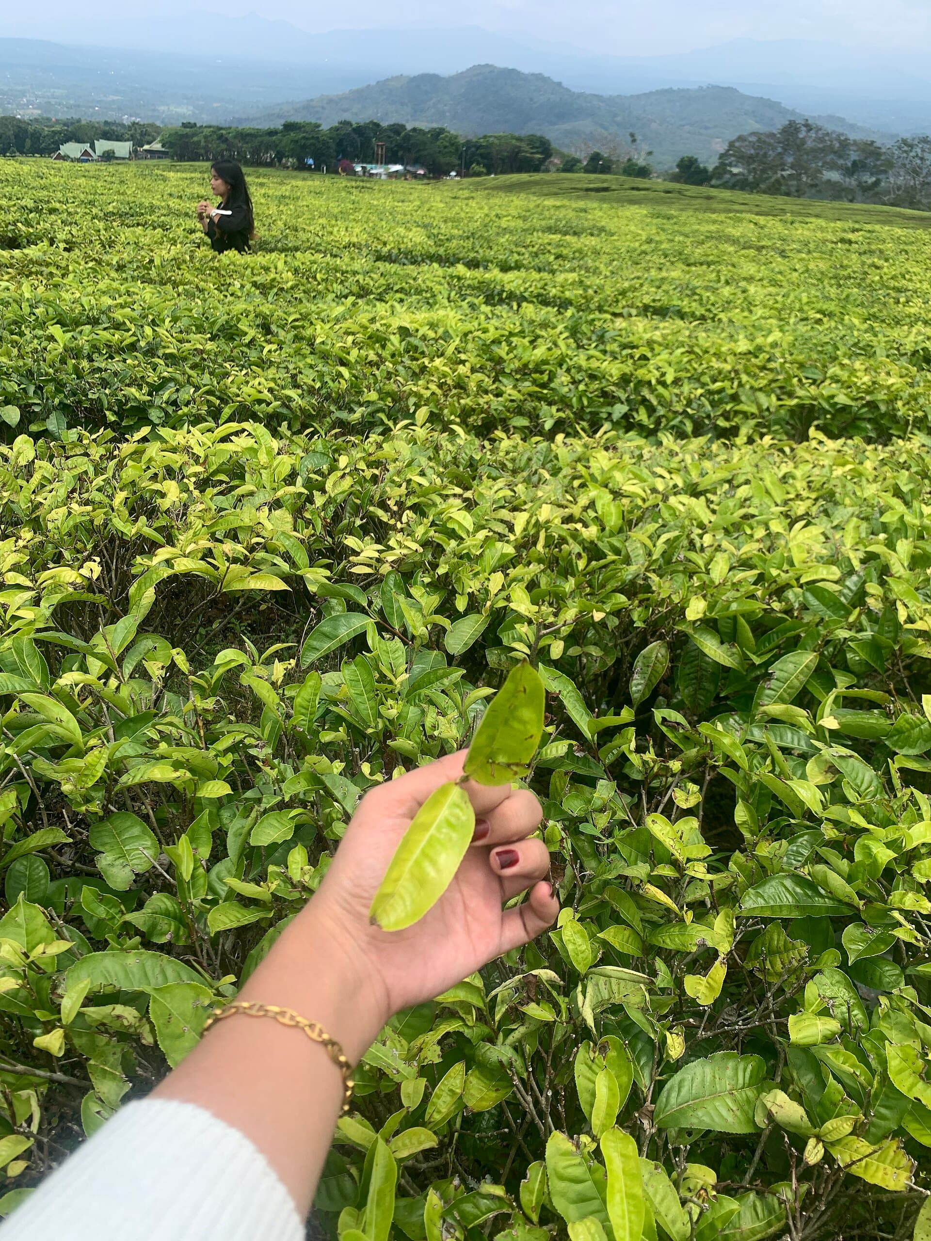 Tea gardens on Mount Dempo, Pagar Alam
