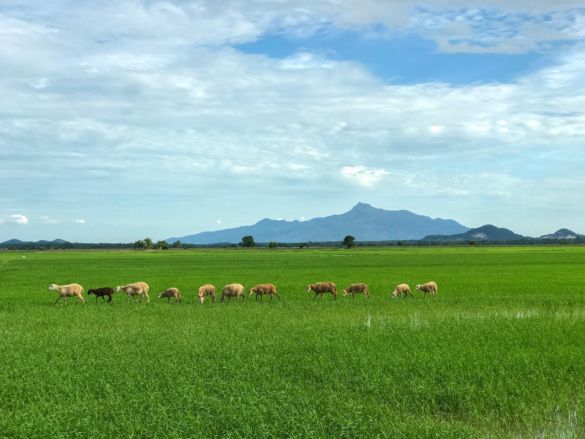 Mount Jerai above Kedah's rice plains