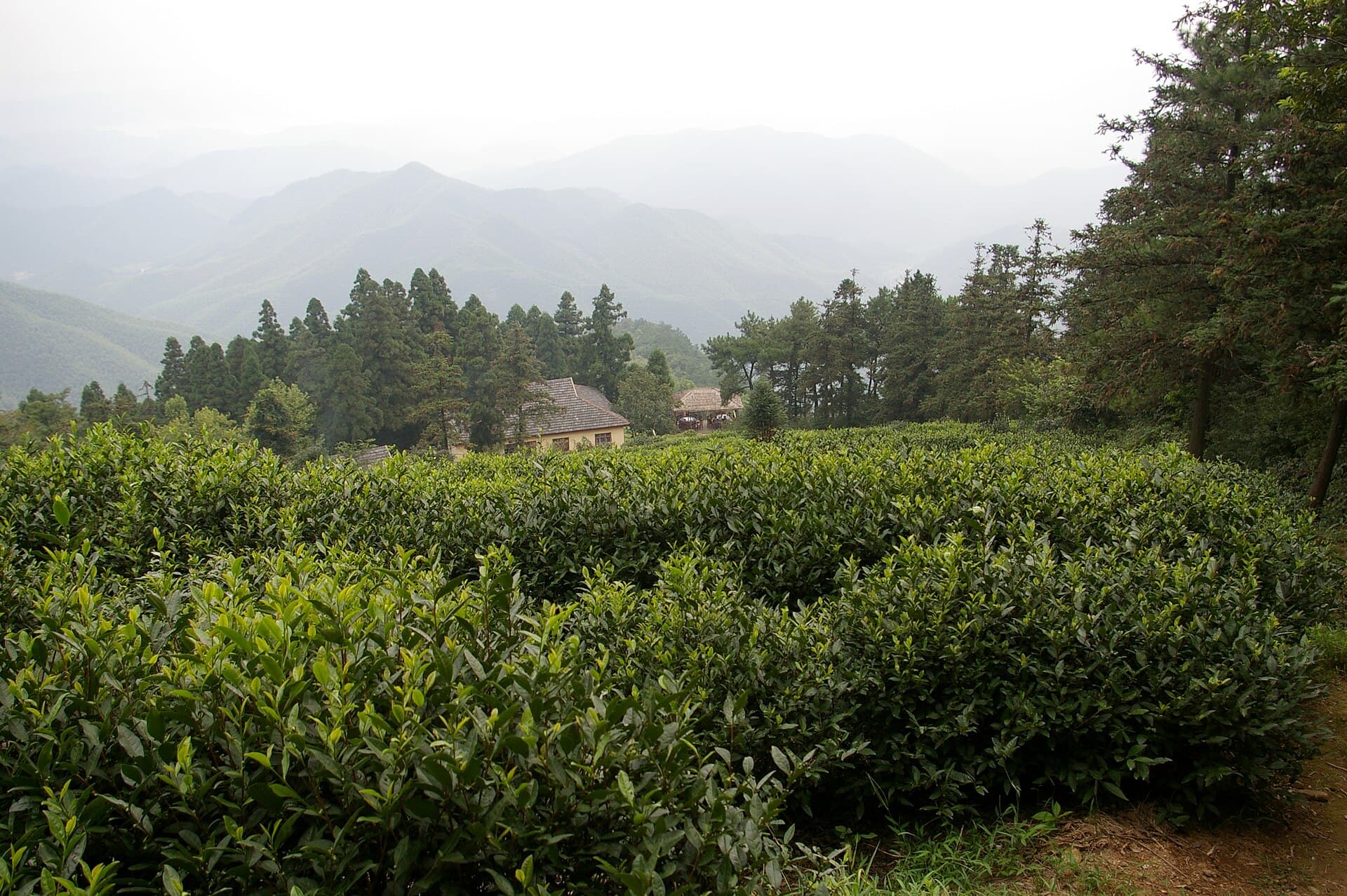 Mount Mogan (Moganshan)