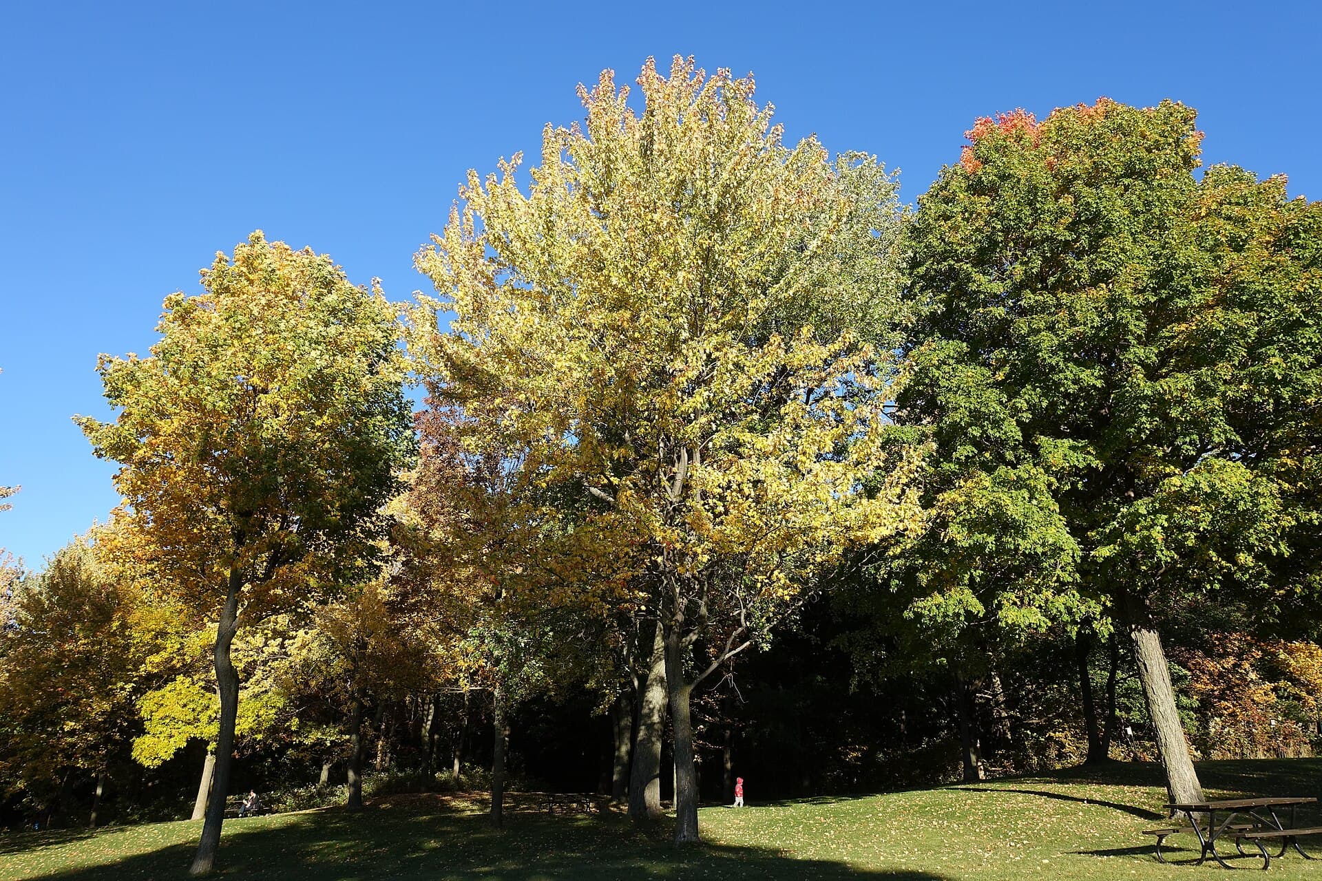 Mount Royal and the Kondiaronk Belvedere