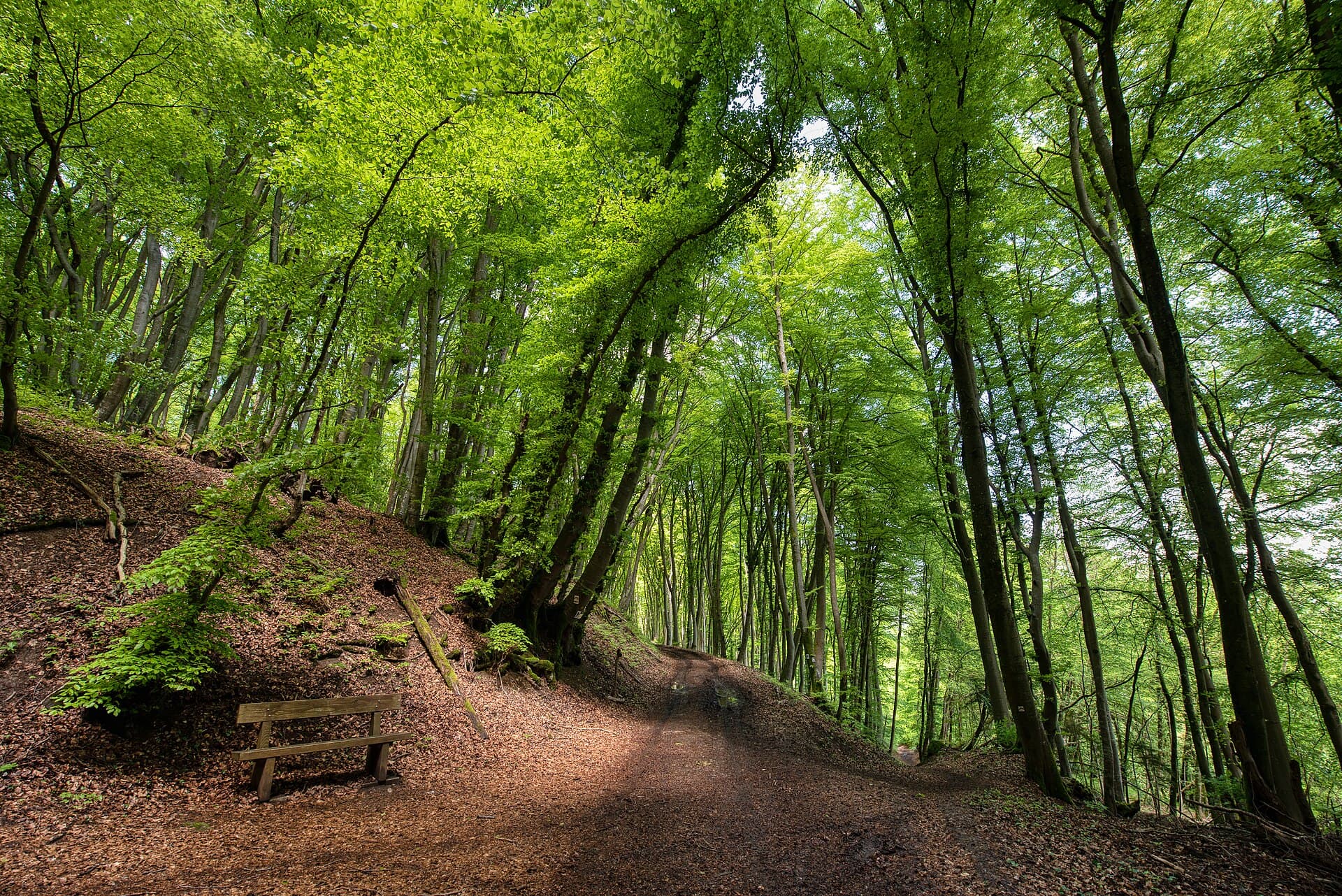 Green light inside the dense Mullerthal forest