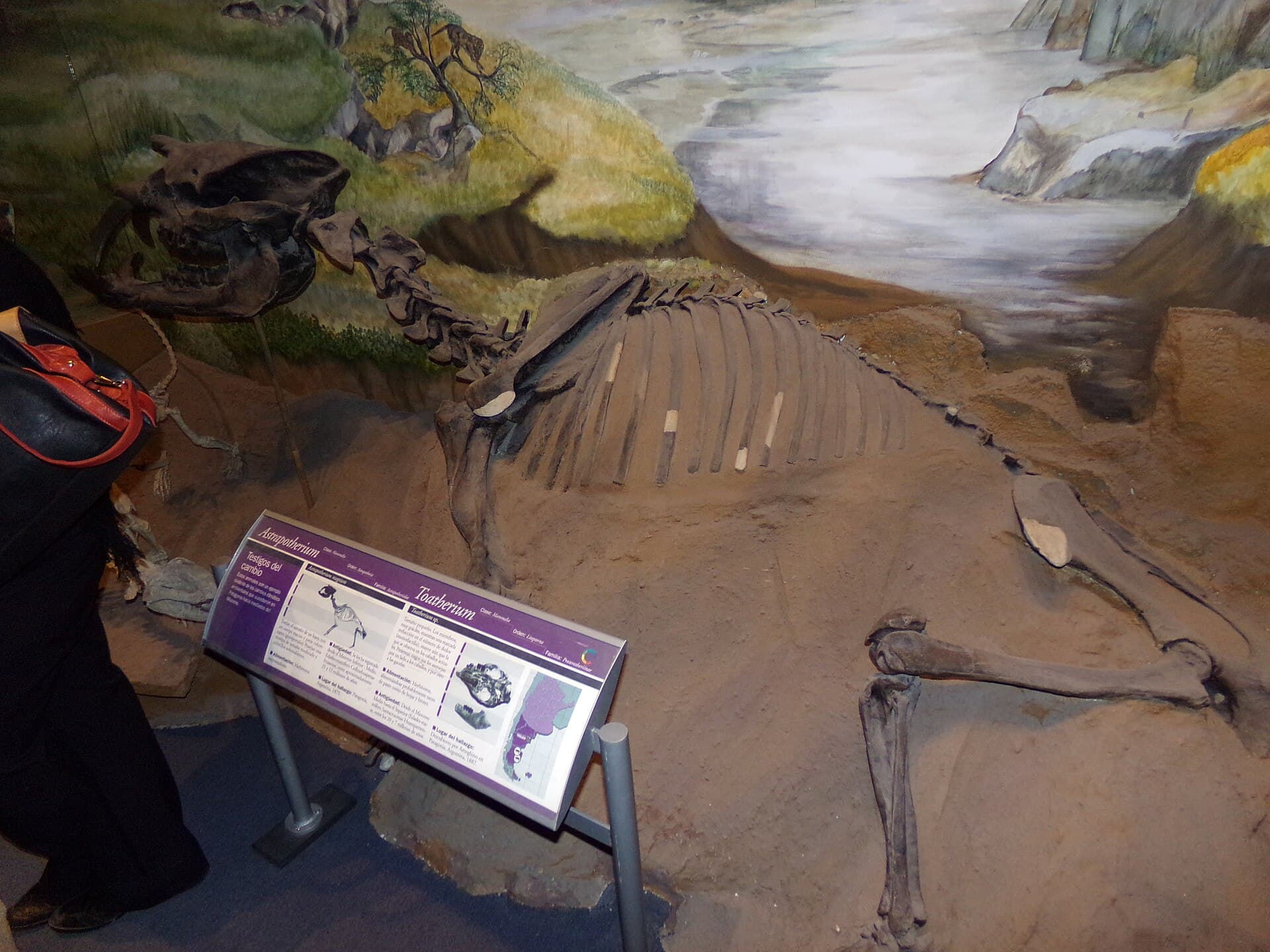 Egidio Feruglio Paleontology Museum (MEF), Puerto Madryn