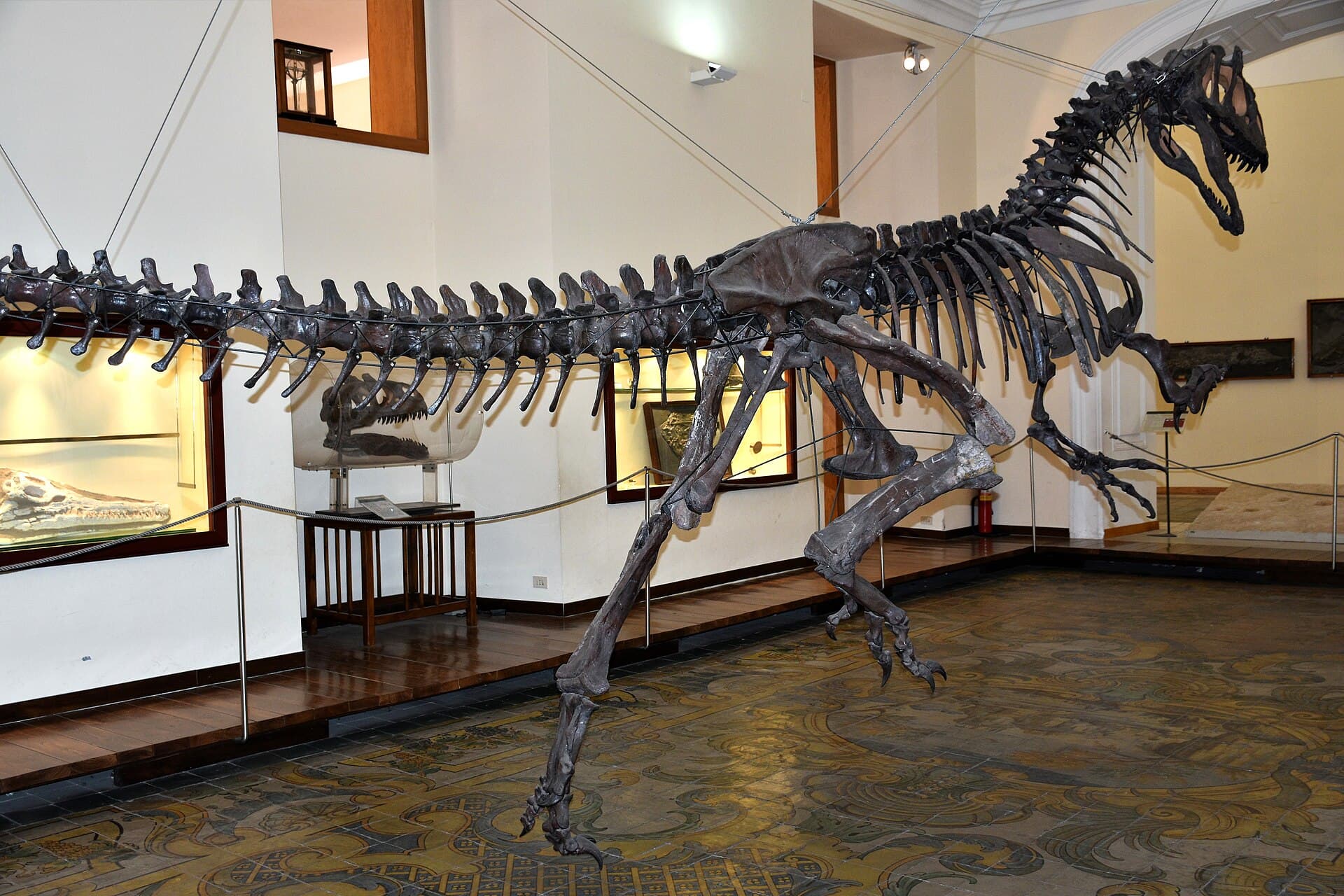 The Palaeontology Museum, Naples