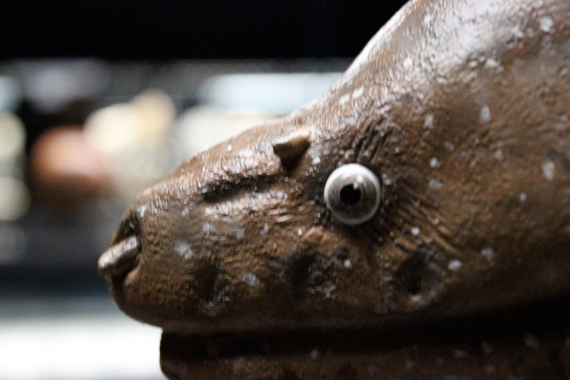 Museu Blau, Natural Sciences Museum, Barcelona