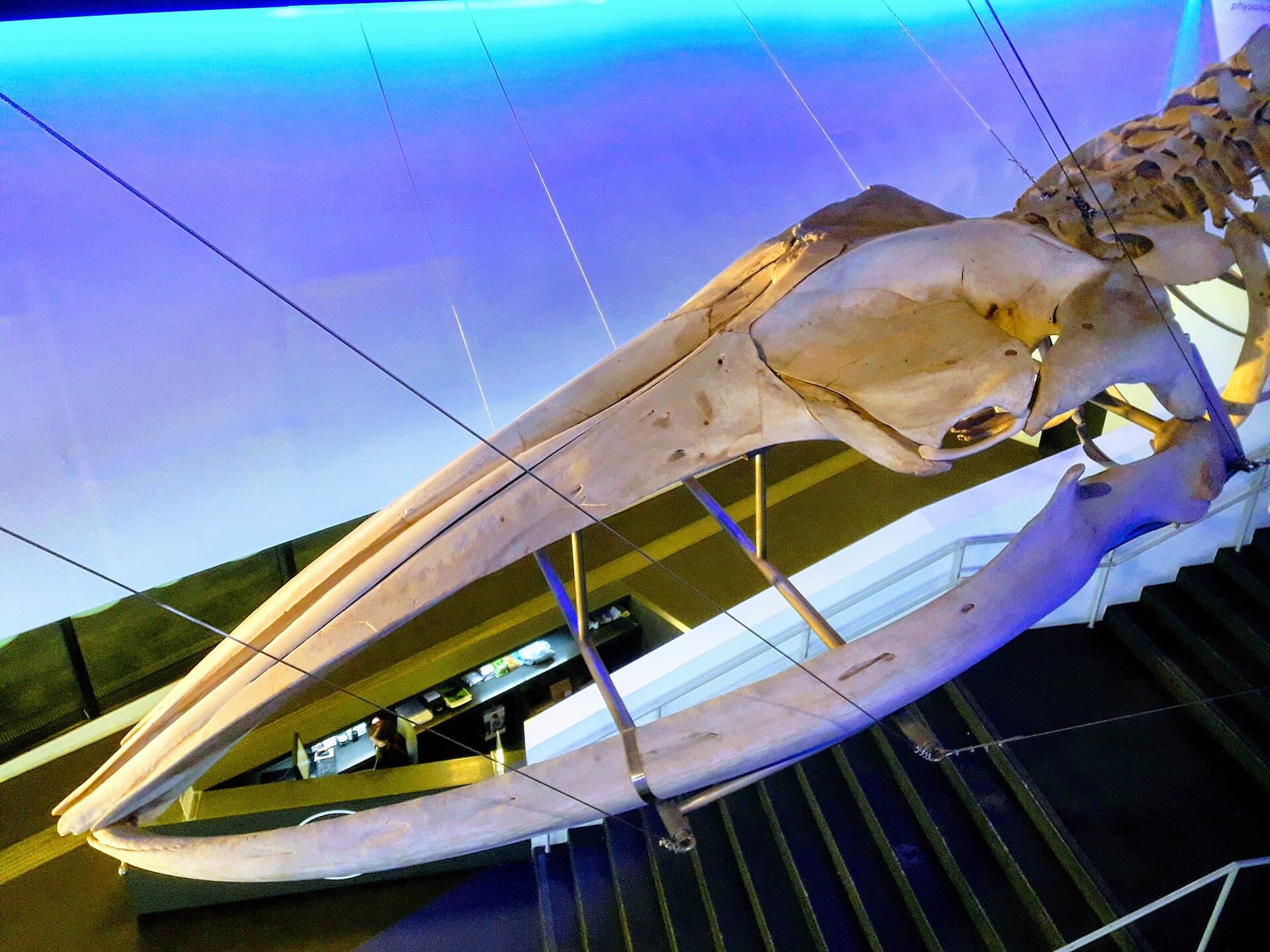 Museu Blau, Natural Sciences Museum, Barcelona