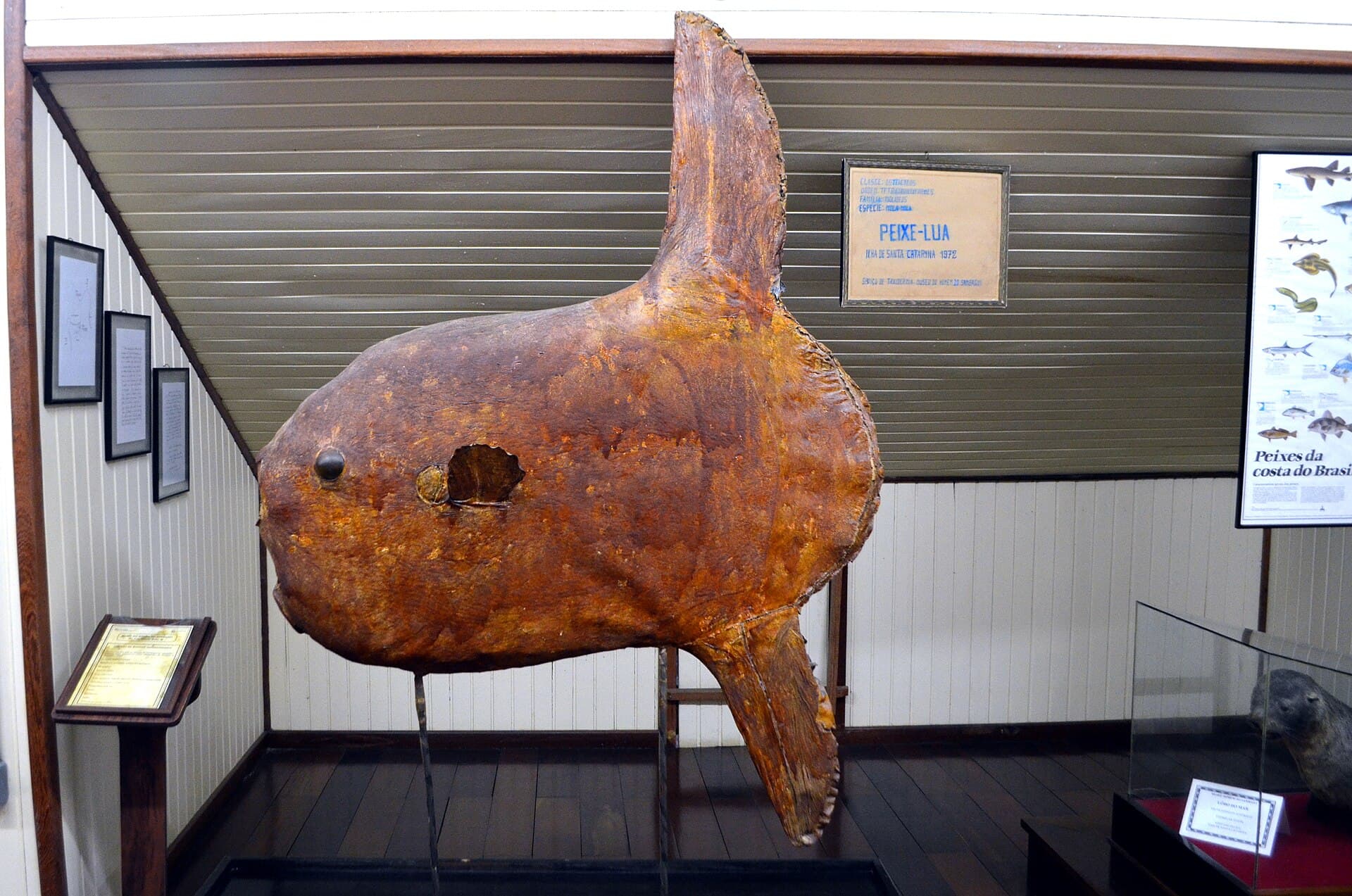 Museu do Homem do Sambaqui, Florianópolis
