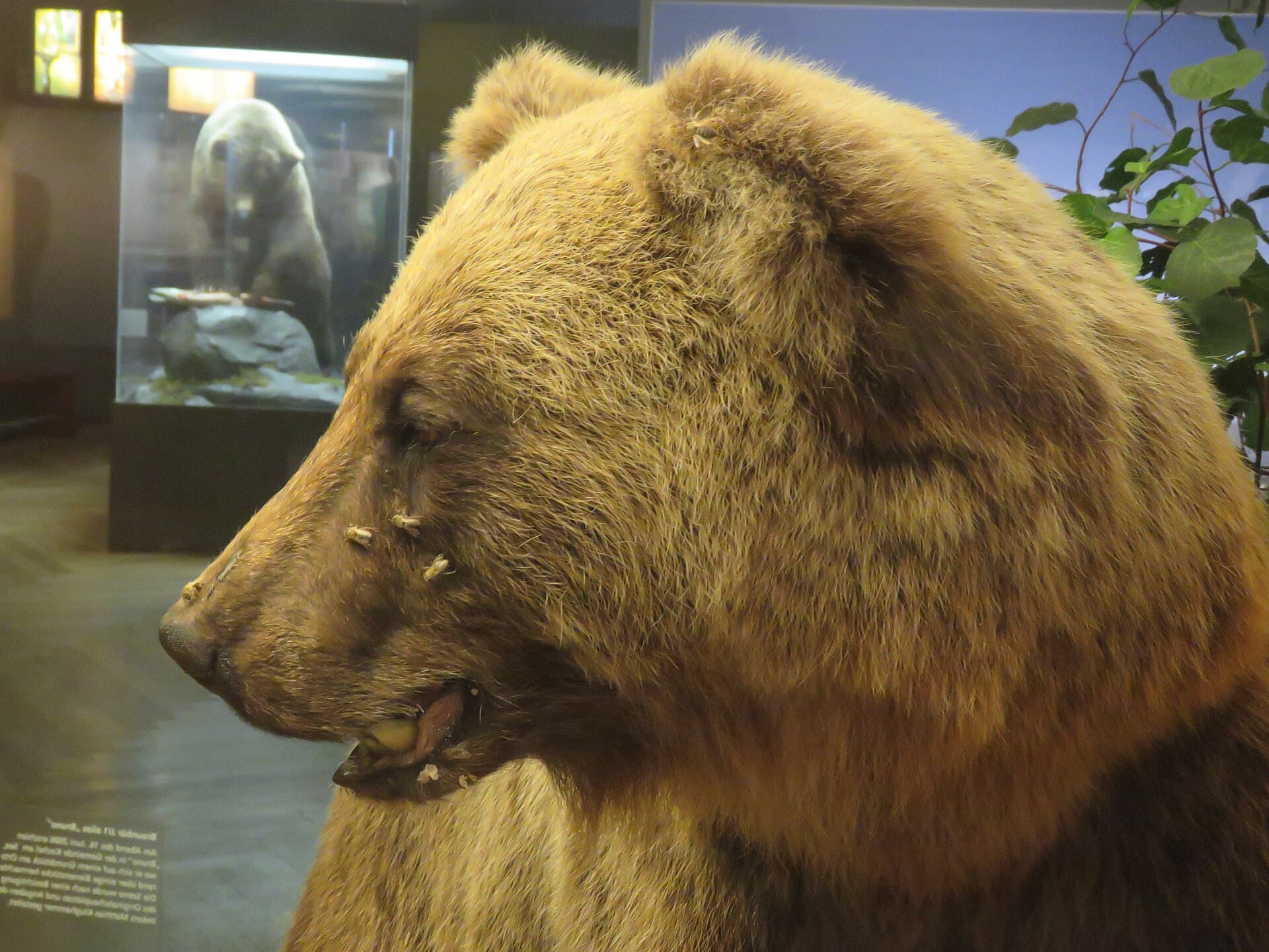 Museum Mensch und Natur, Munich