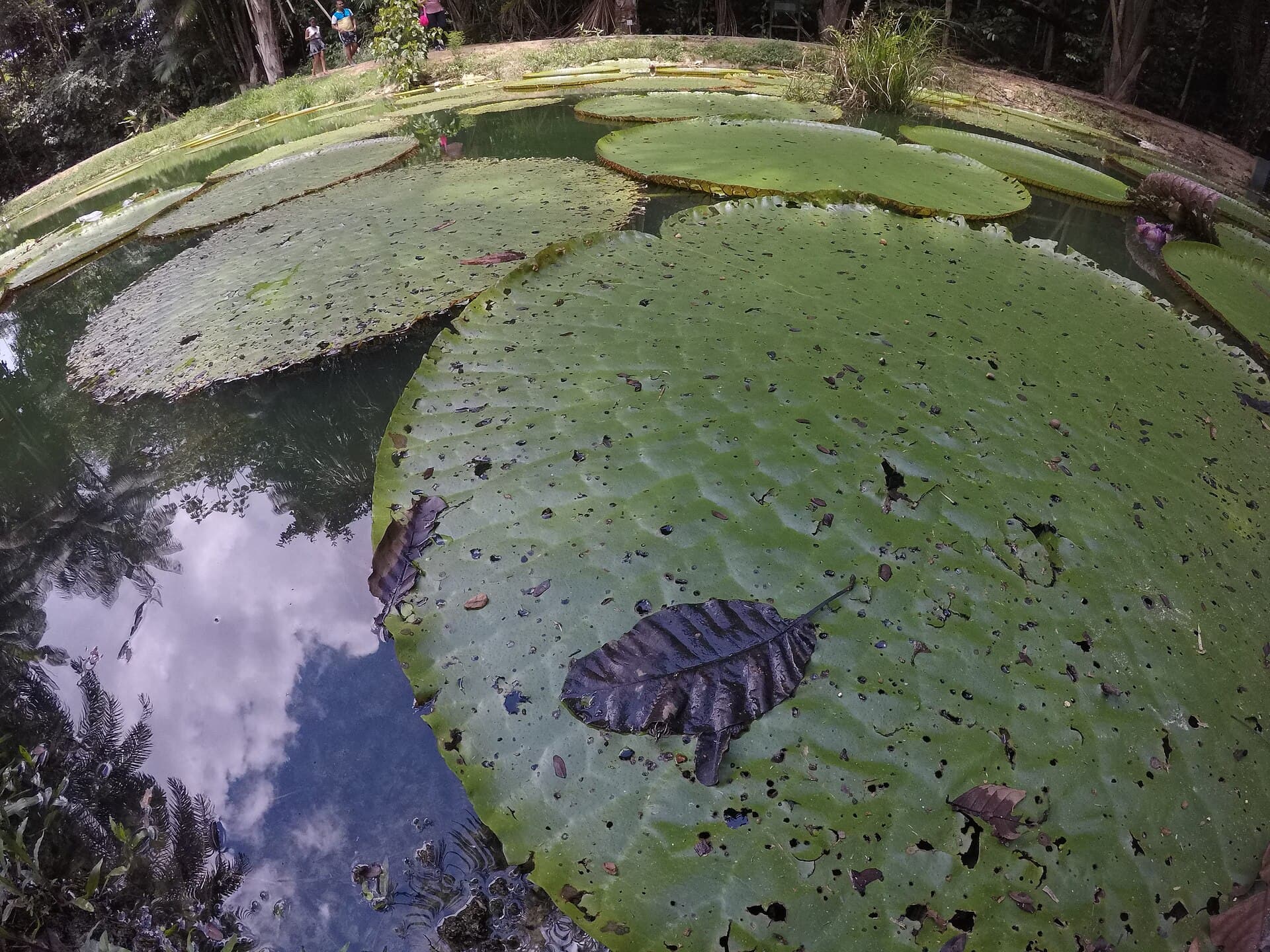 Museum of the Amazon (MUSA), Manaus