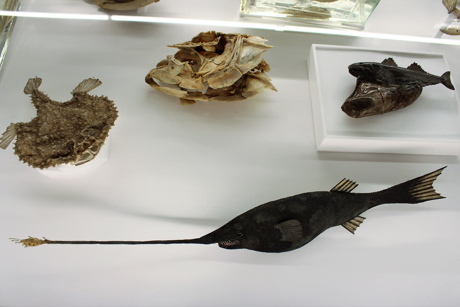 Museum of Zoology, Cambridge