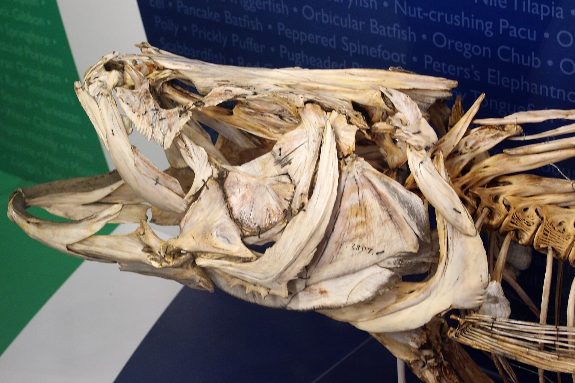 Museum of Zoology, Cambridge