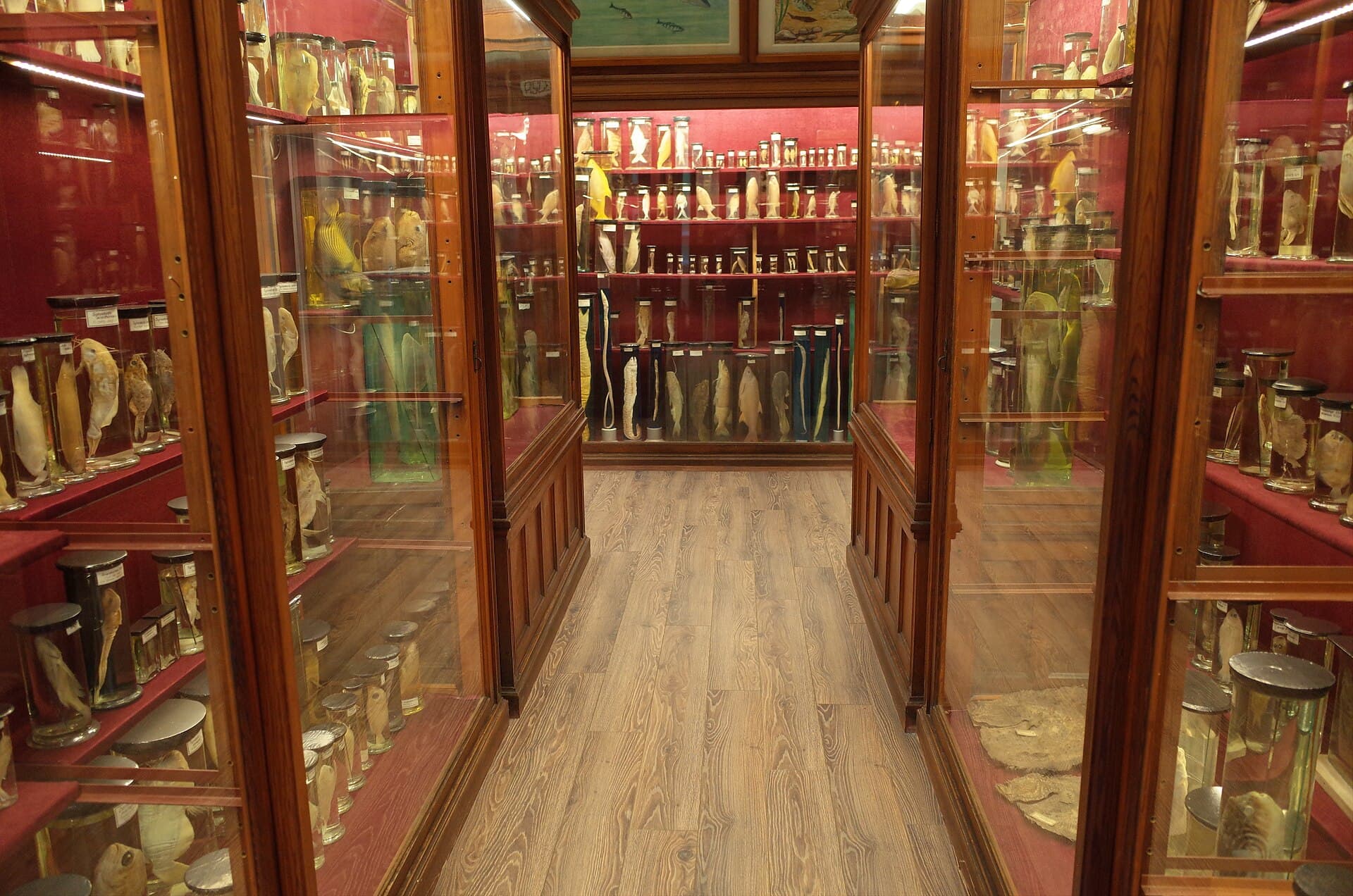 The Zoological Museum, Cluj, Cluj-Napoca