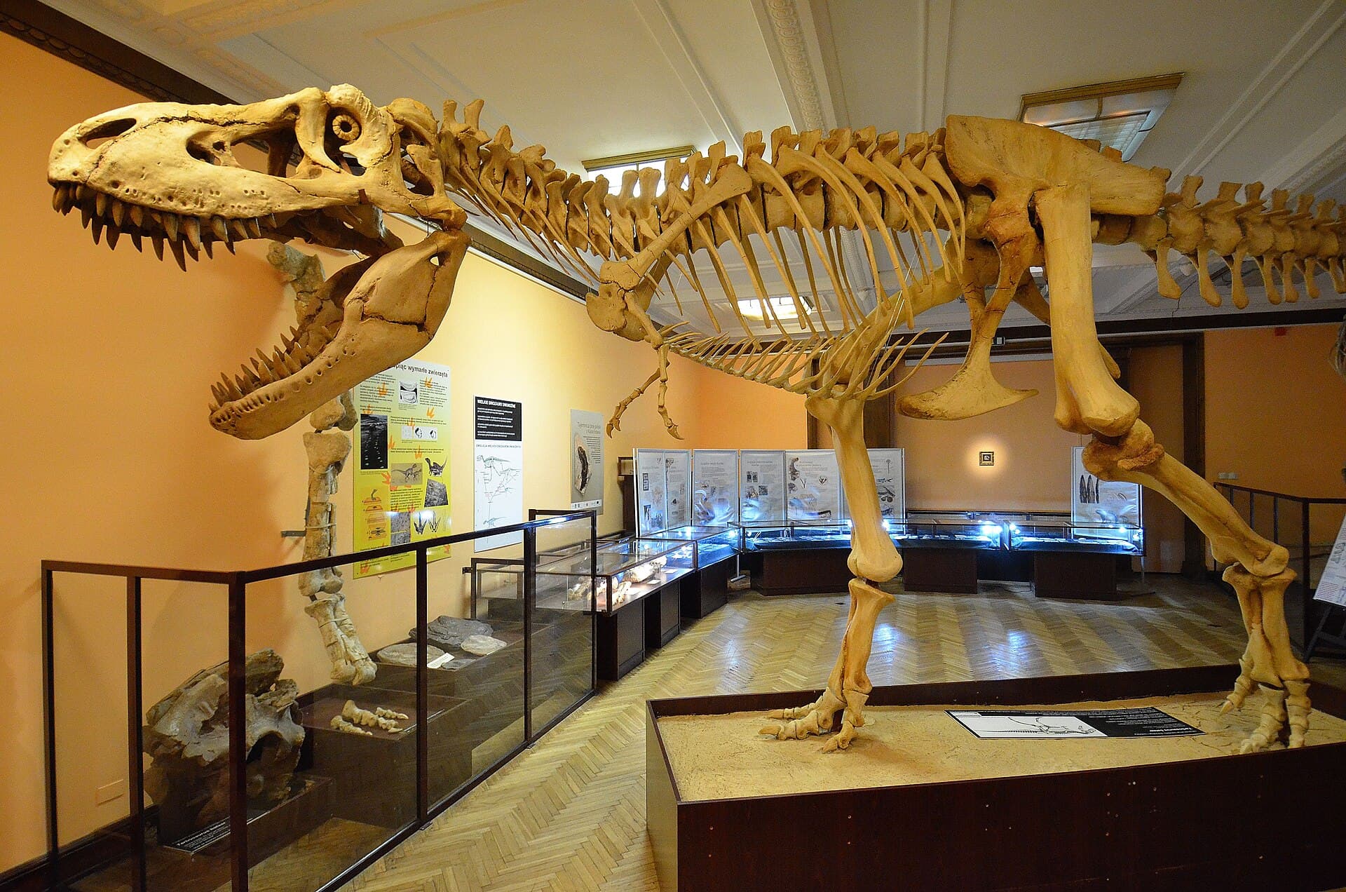 The Museum of Evolution, Warsaw