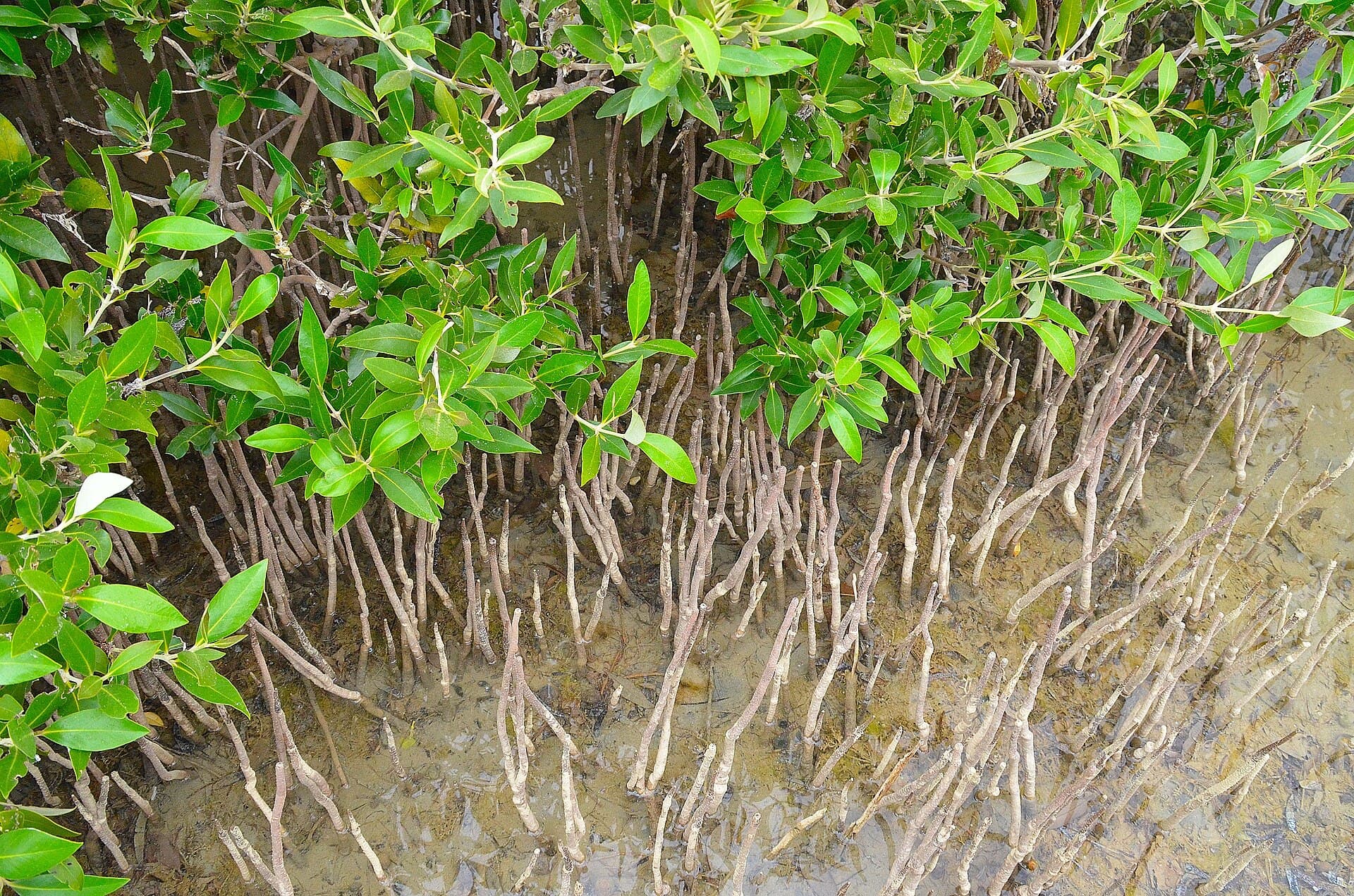Nabq Protected Area