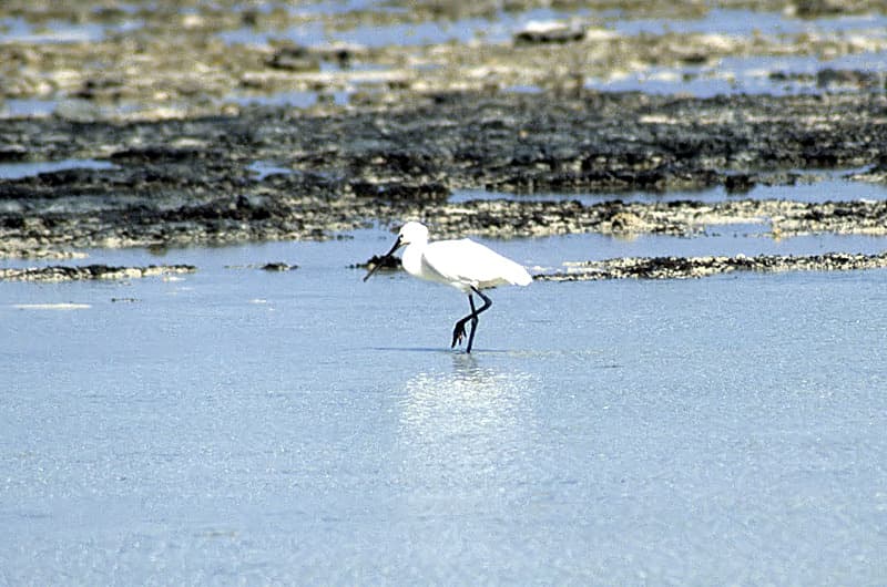 Nabq Protected Area