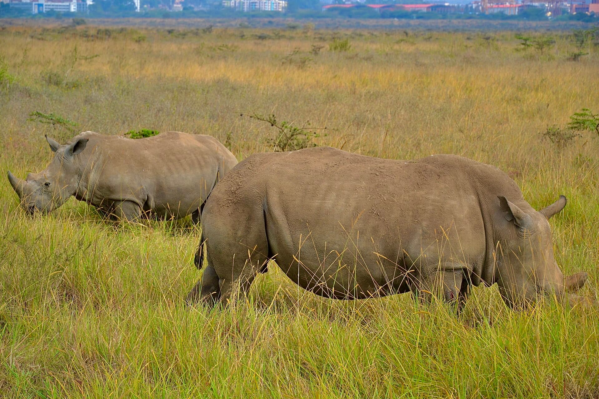 Nairobi National Park
