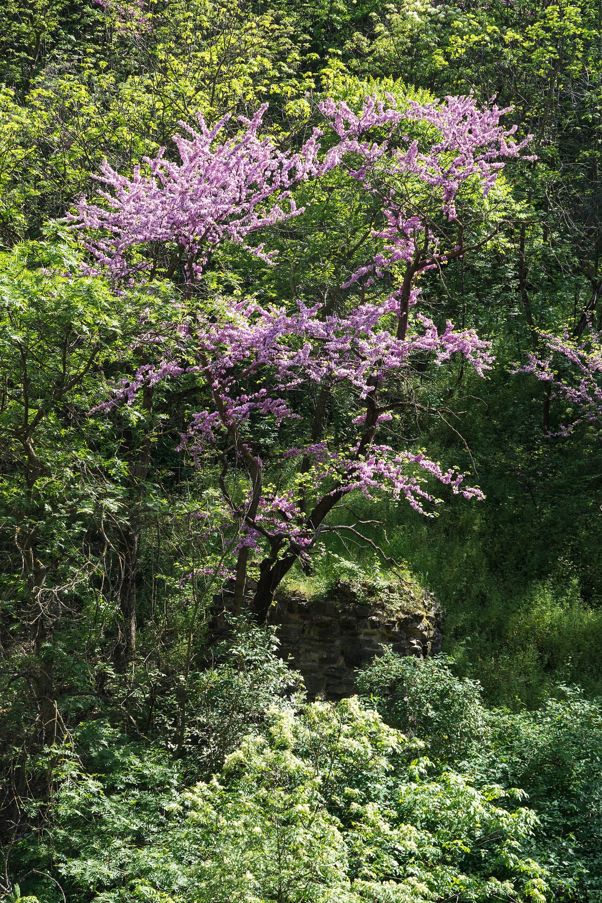 National Botanical Garden of Georgia