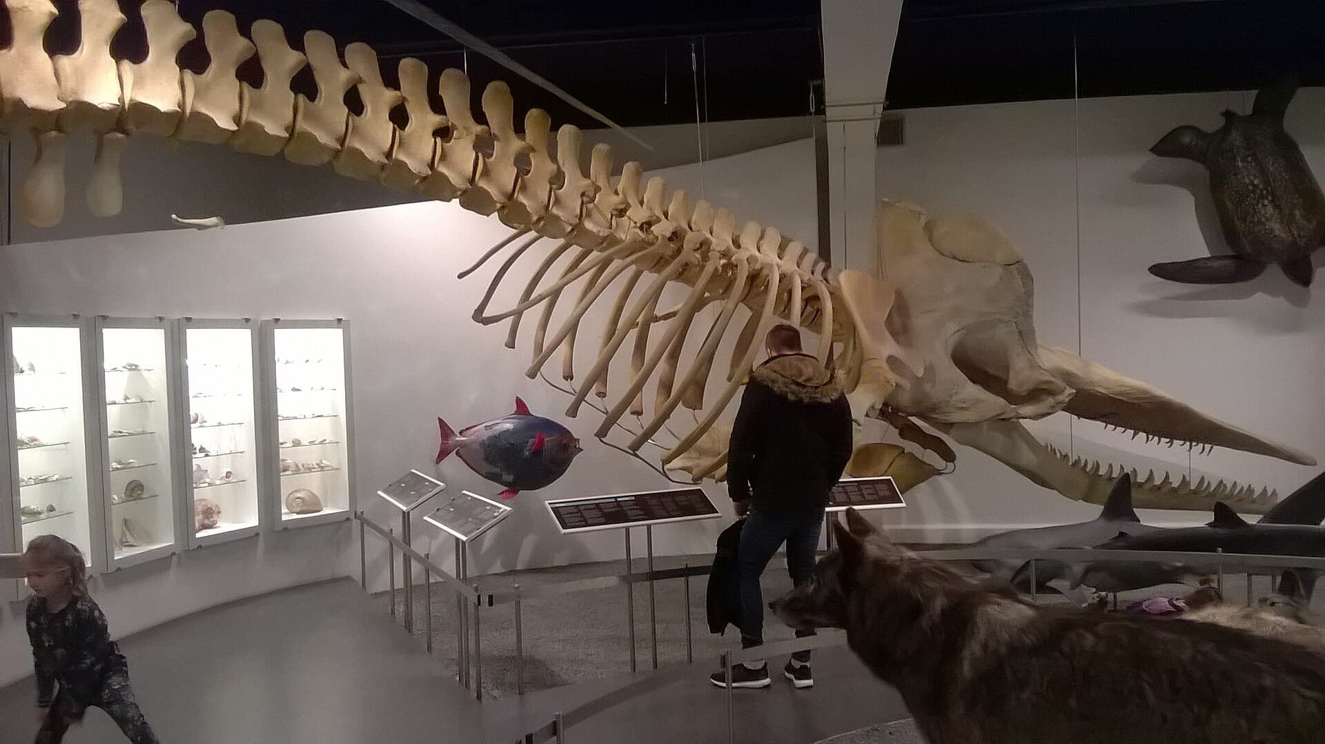 Natural History Museum Aarhus, Aarhus