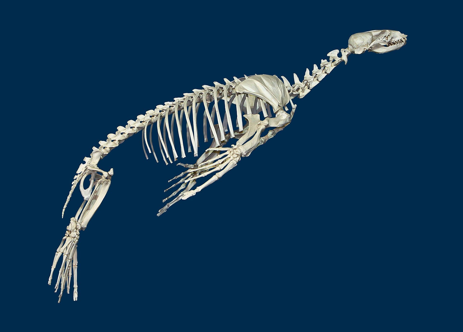 Karlsruhe Natural History Museum, Karlsruhe