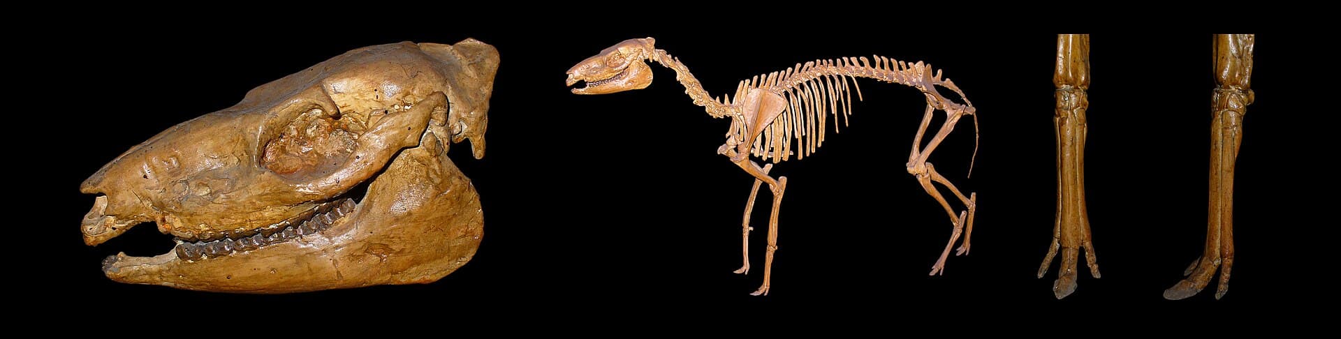 Karlsruhe Natural History Museum, Karlsruhe