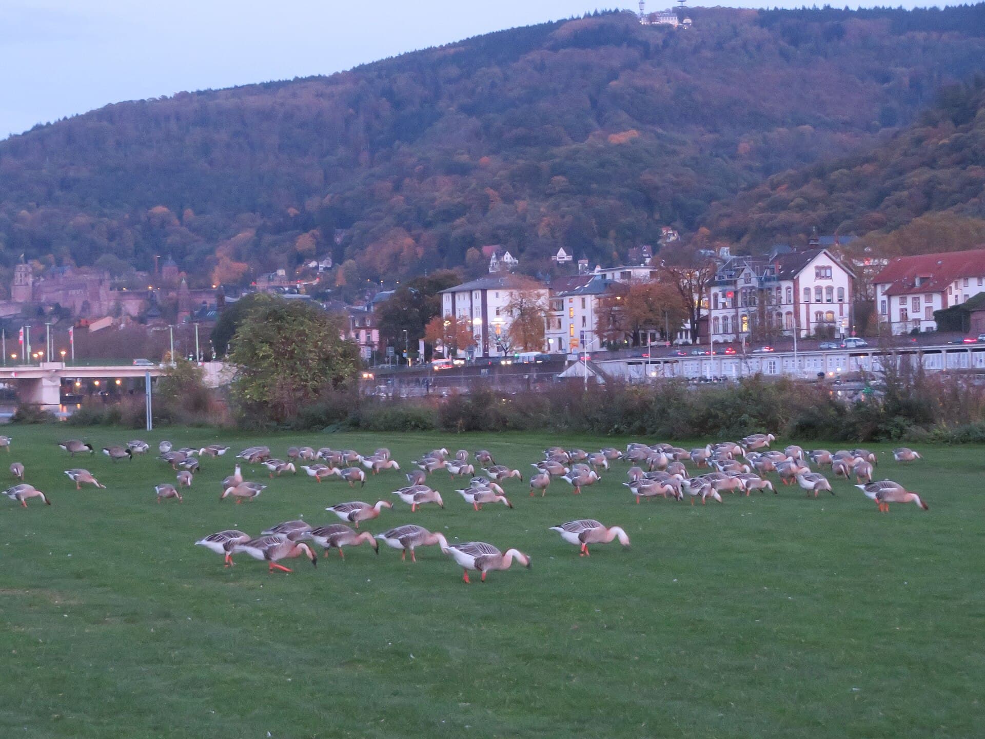 Neckarwiese, Heidelberg