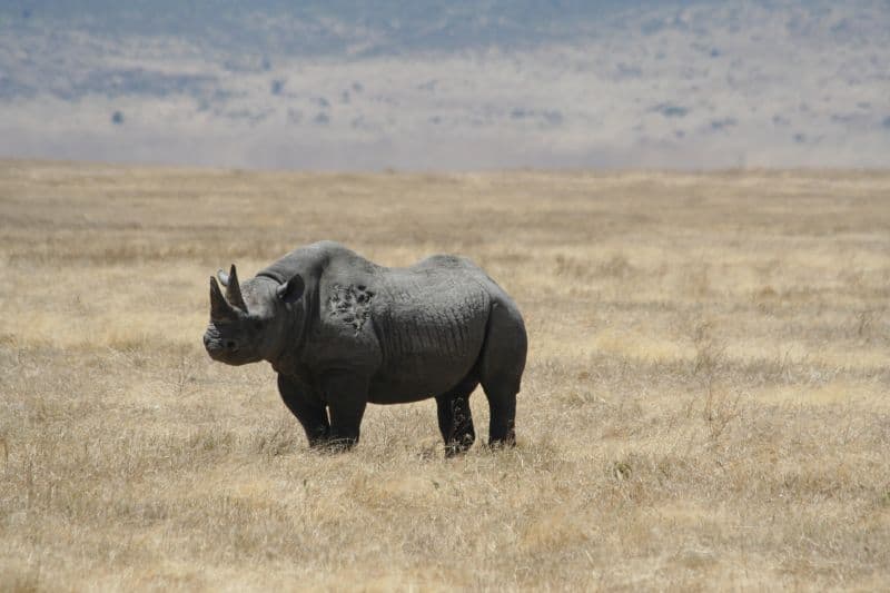 Ngorongoro Crater