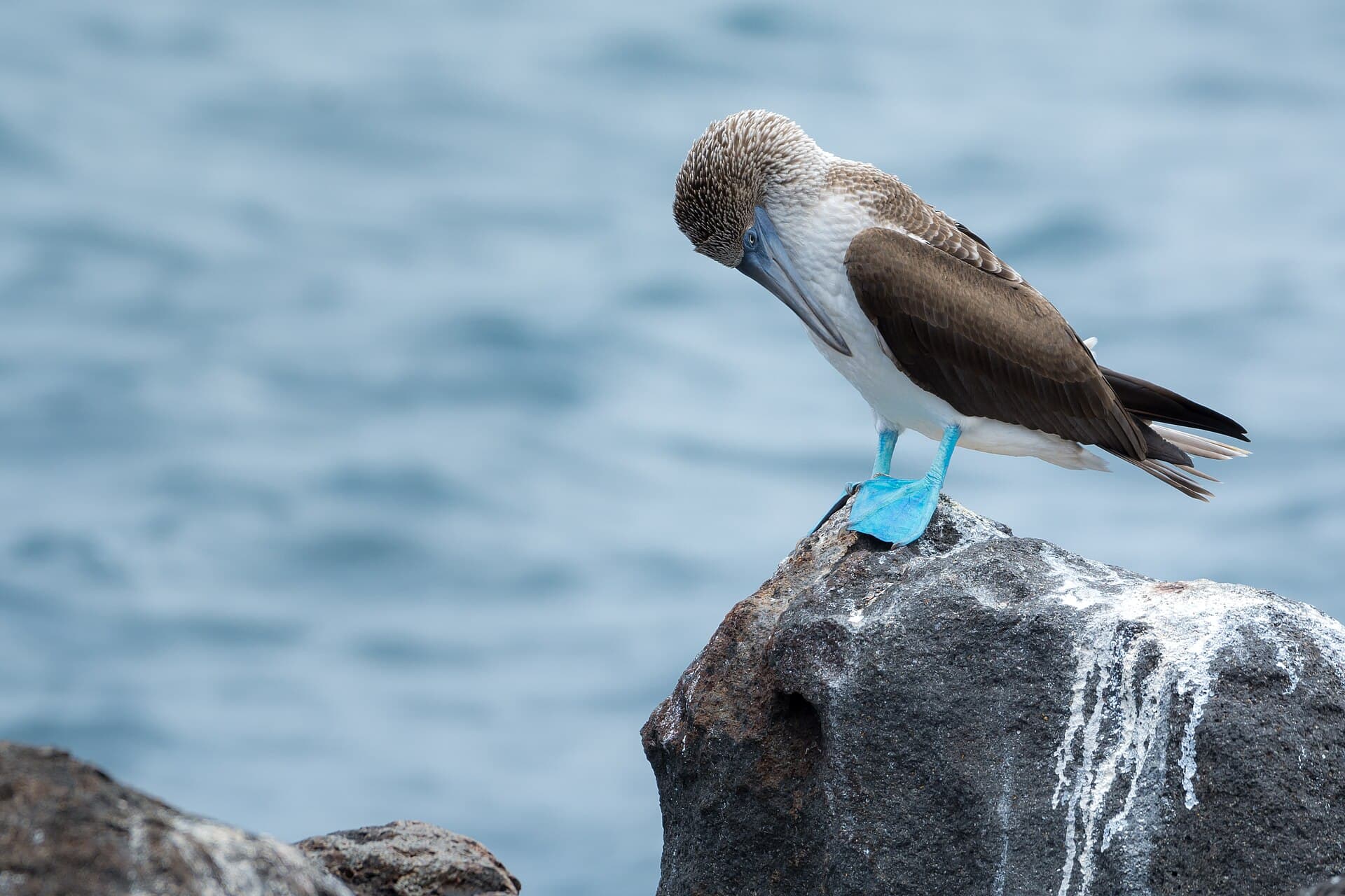 Birds of North Seymour Island