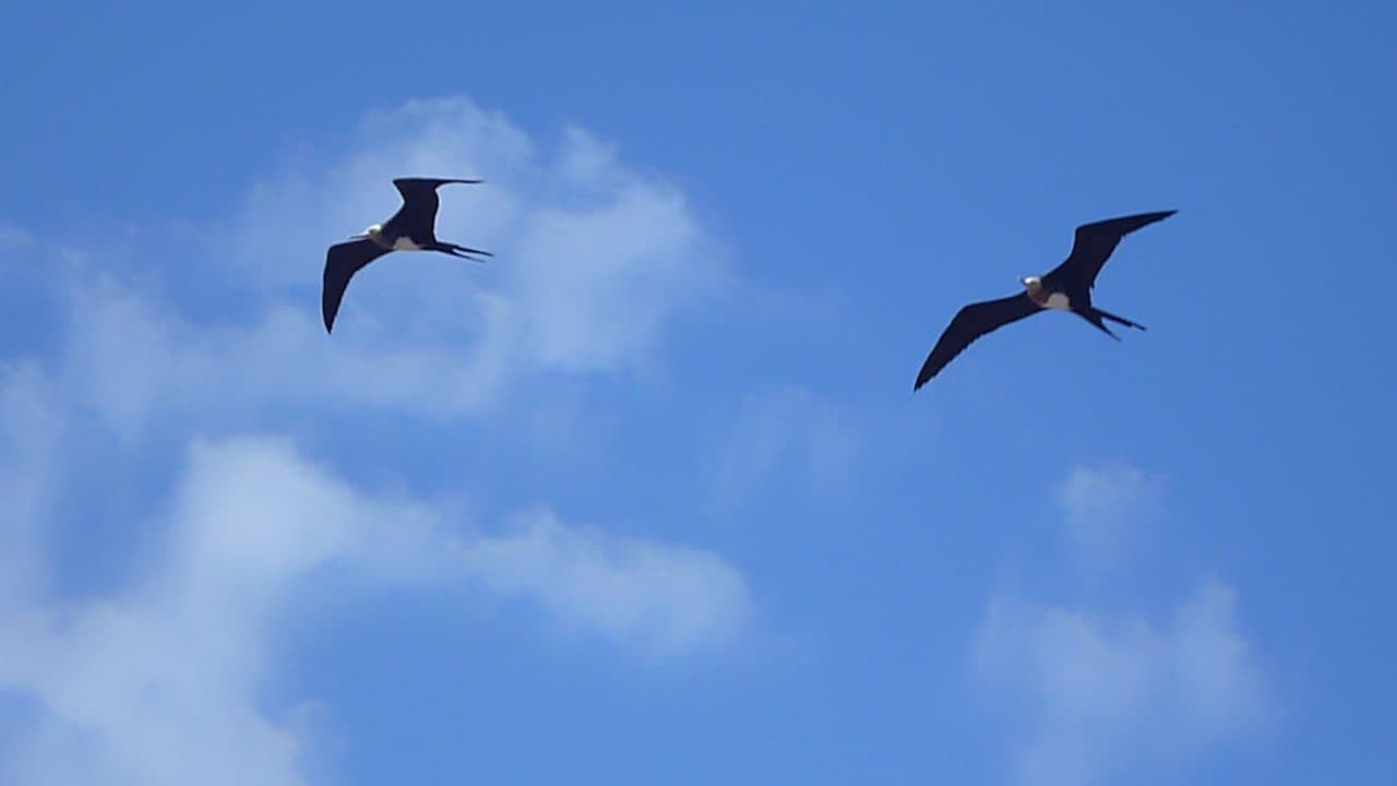 Birds of North Seymour Island