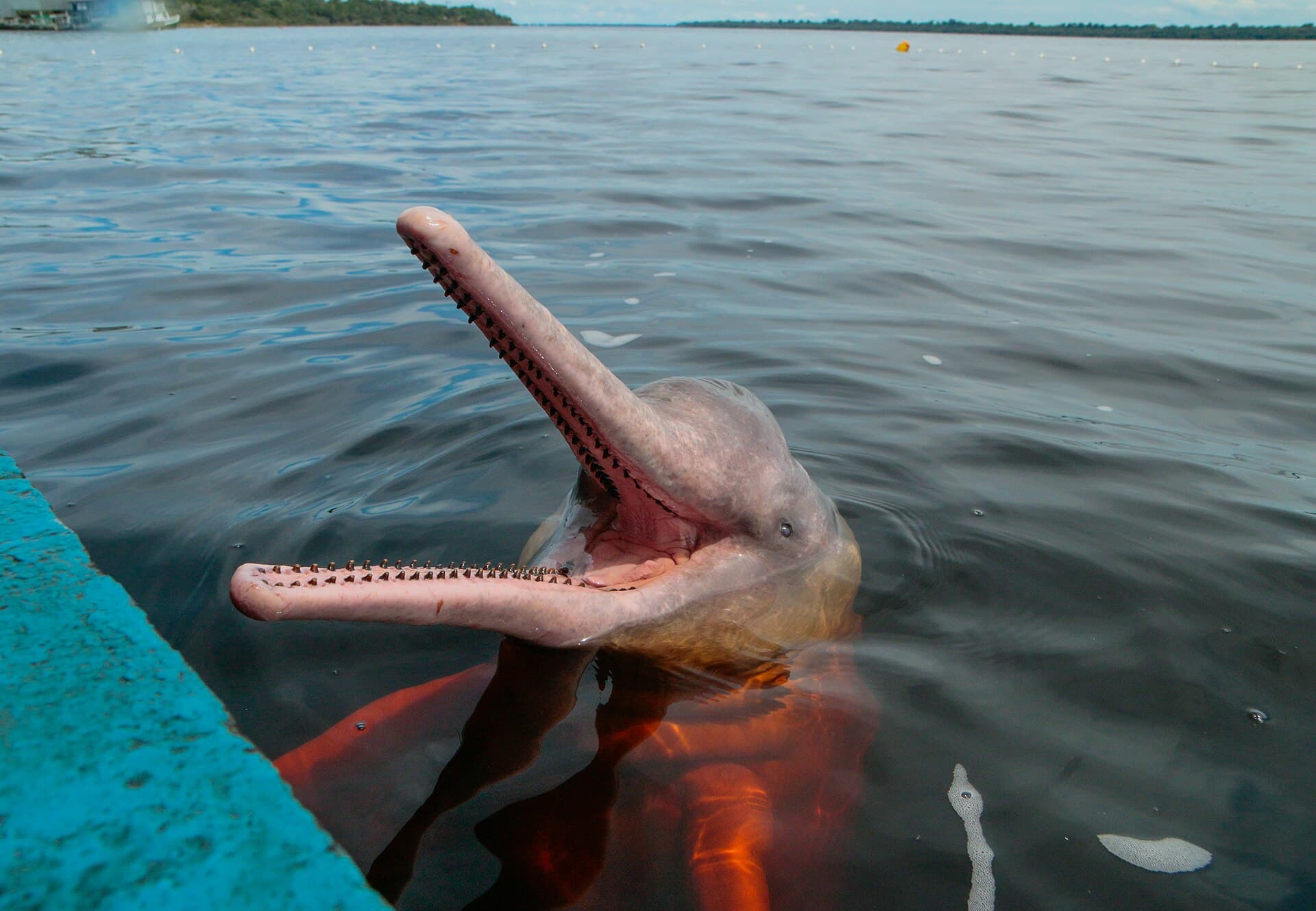 Novo Airão and the Pink River Dolphins, Novo Airão