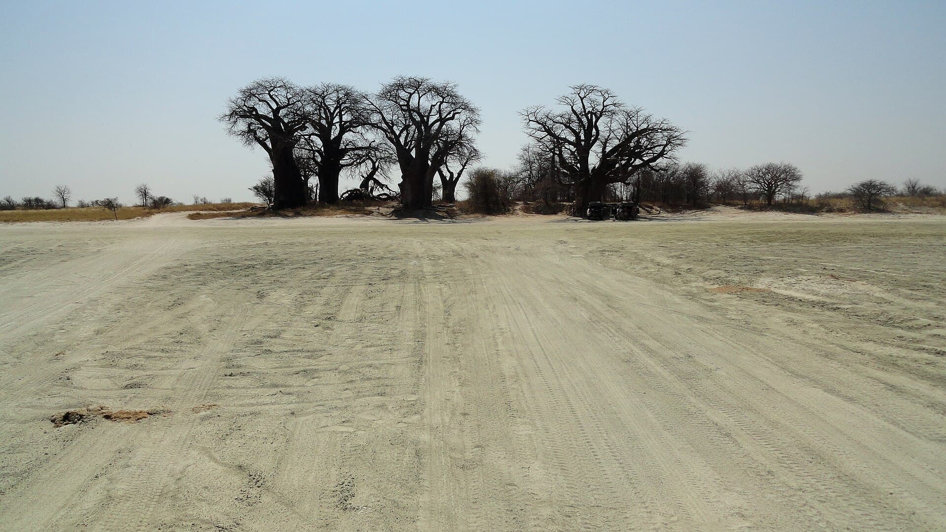 Baines' Baobabs