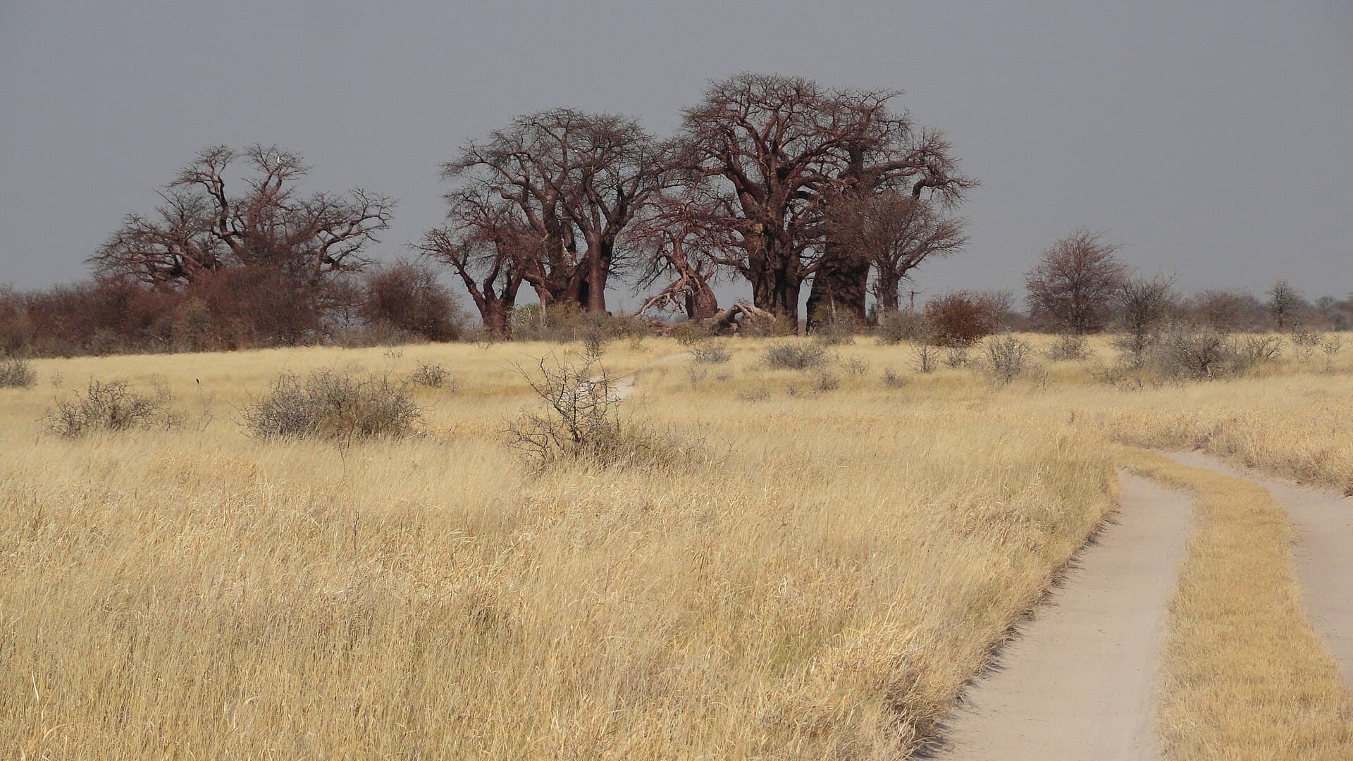Baines' Baobabs