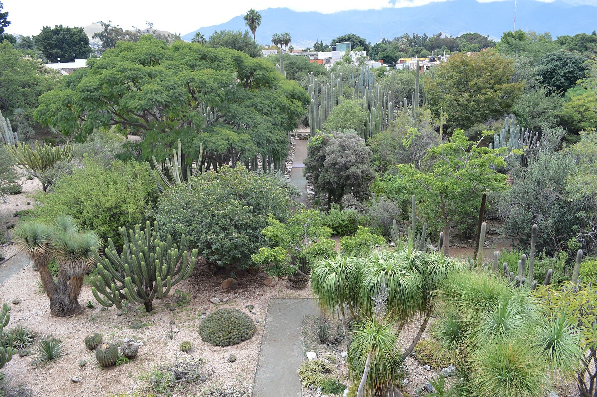 Ethnobotanical Garden, Oaxaca