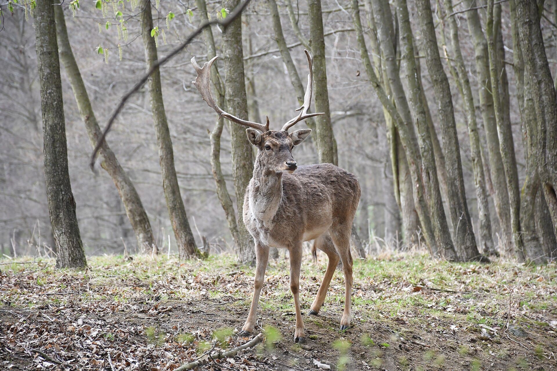 Holedná Game Reserve, Brno
