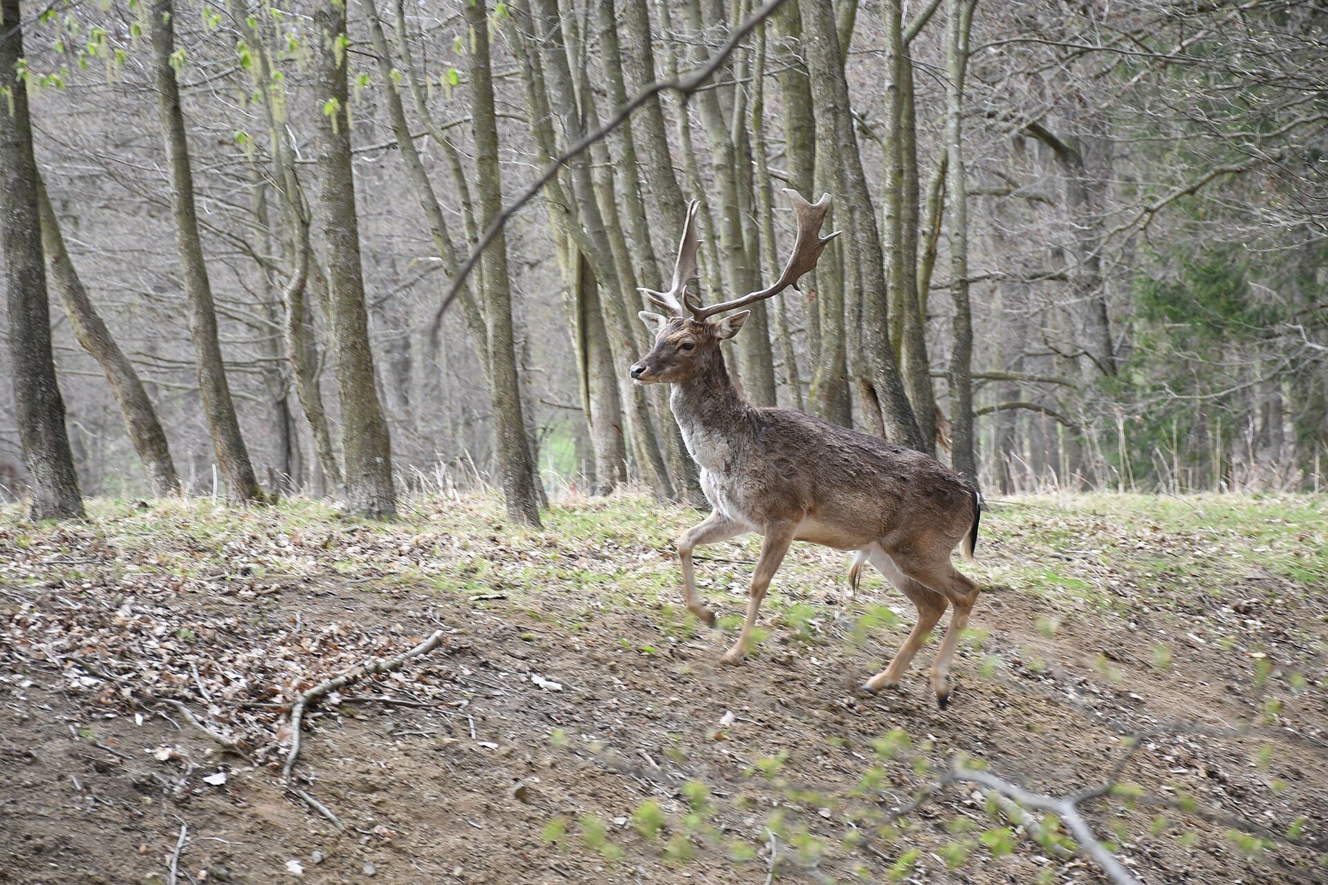 Holedná Game Reserve, Brno