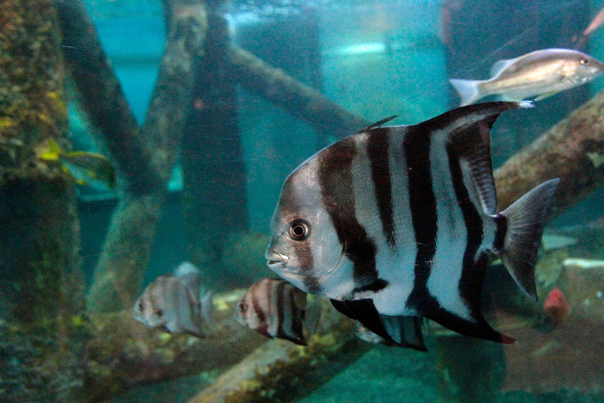 Aracaju Oceanarium (Tamar Centre), Aracaju